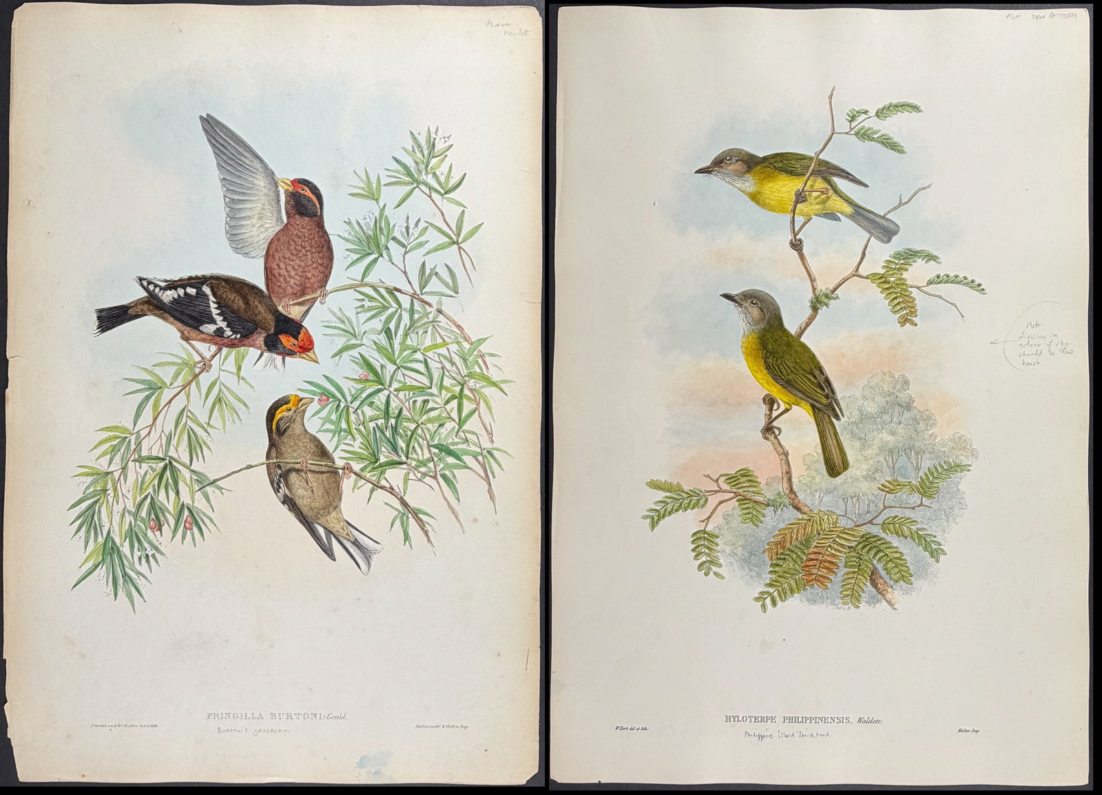 Gould, Asia - Pair of Bird Lithographs (1 of 3)