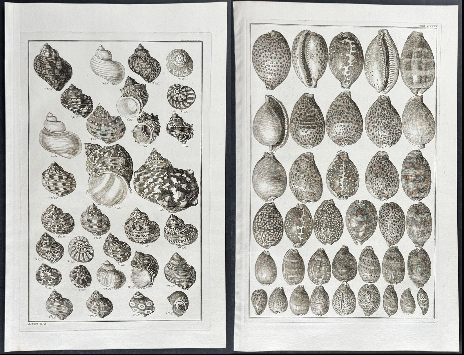 Seba - 4 Shell Engravings (1 of 5)