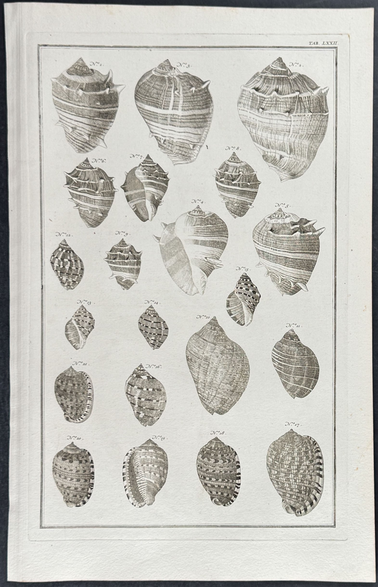 Seba - 4 Shell Engravings - 2