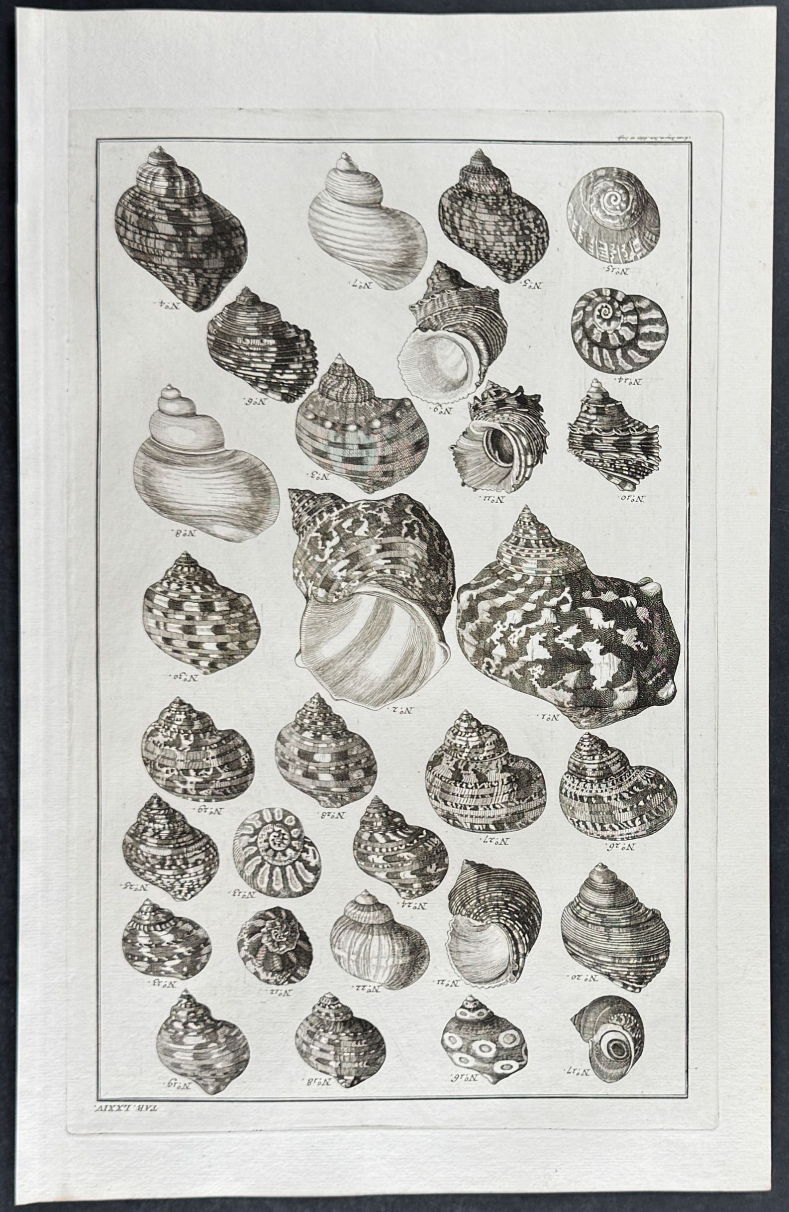 Seba - 4 Shell Engravings - 3