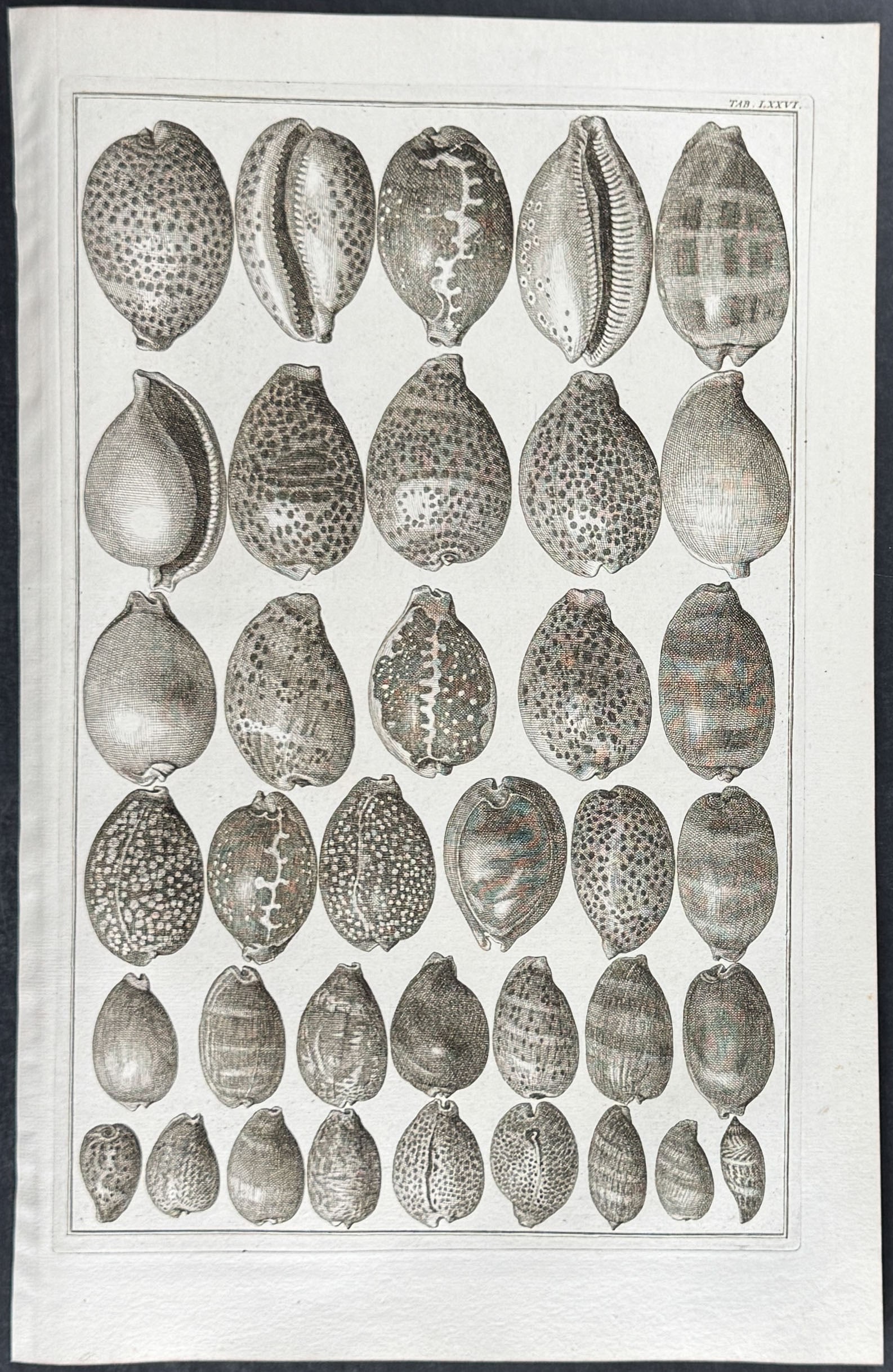 Seba - 4 Shell Engravings - 4