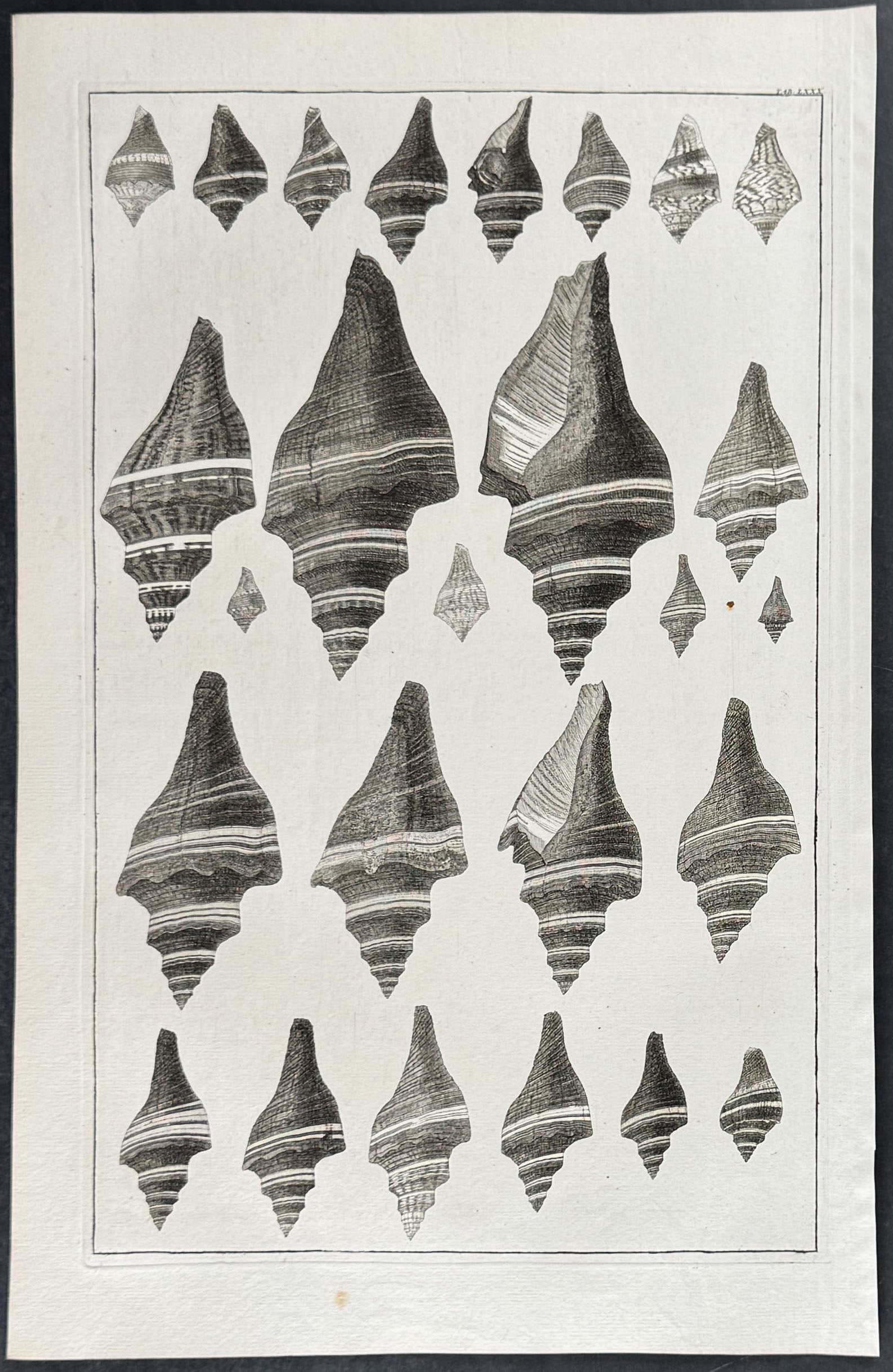 Seba - 4 Shell Engravings - 5