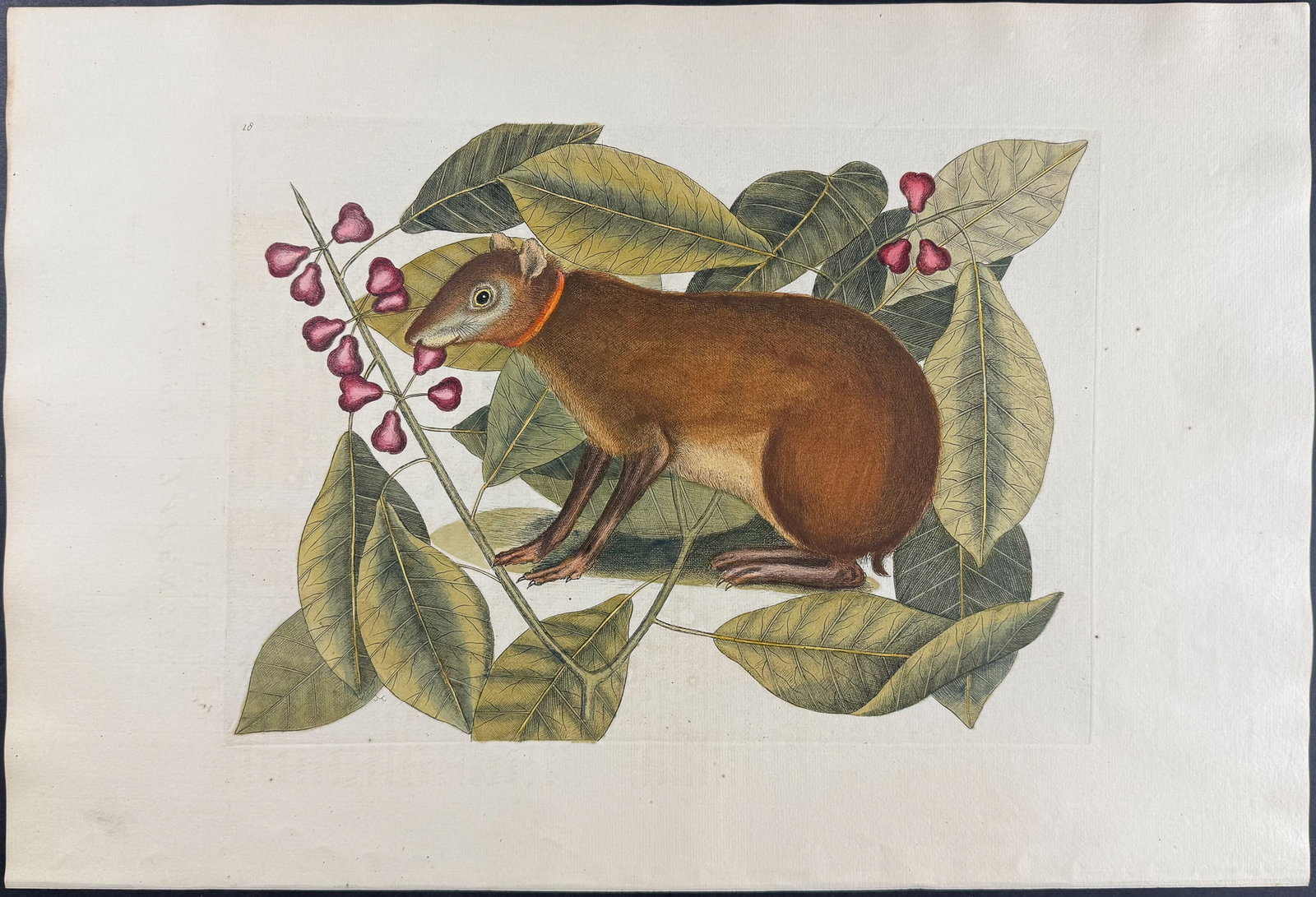Catesby, Folio - Java Hare with Fig Tree. Sup-18: We are pleased to offer this folio engraving from Mark Catesby?s "The Natural History of Carolina, Florida and the Bahama Islands: Containing the Figures of Birds, Beasts, Fishes, Serpents, Insects, a