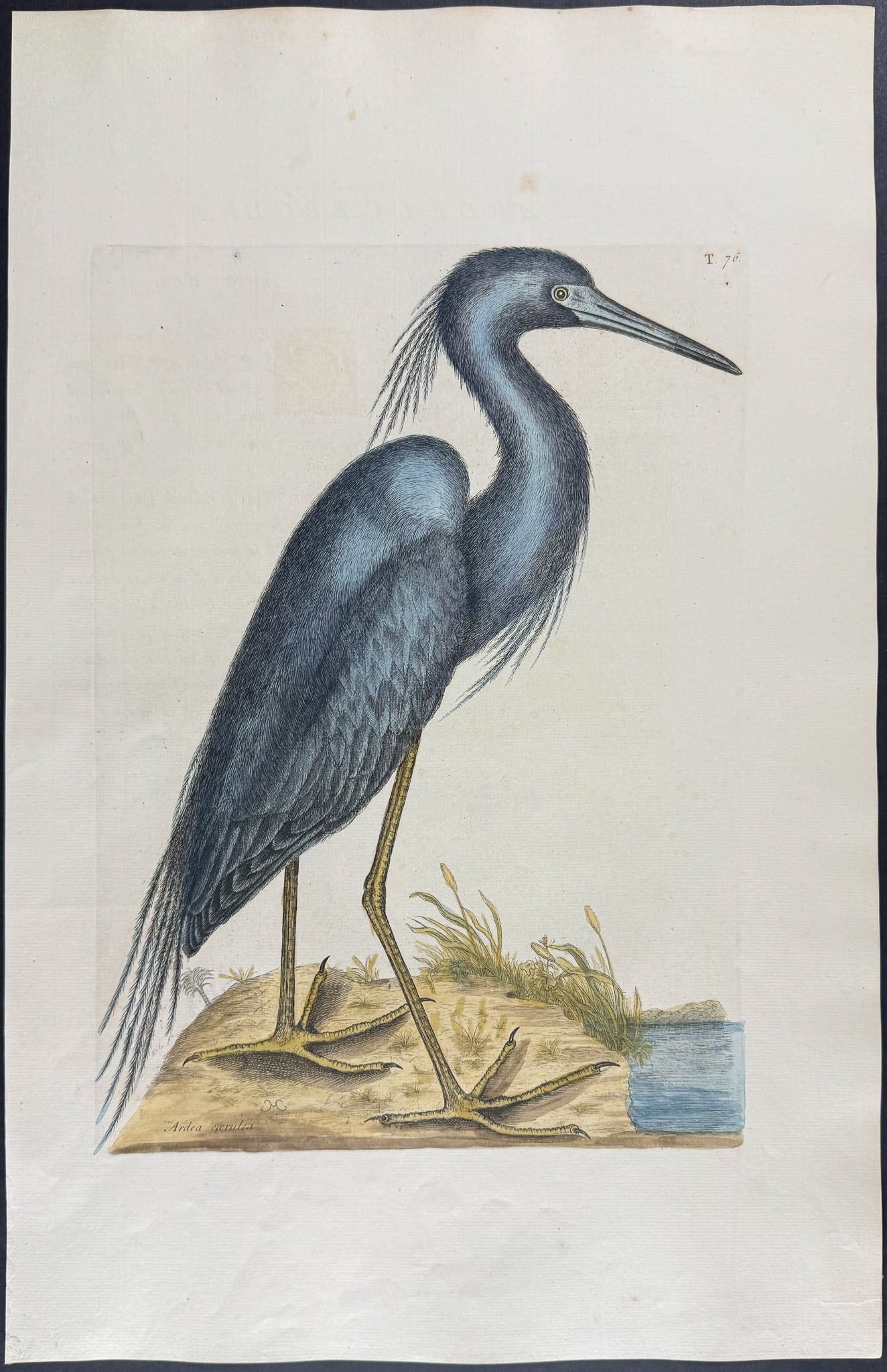 Catesby, Folio - Blue Heron. 1-76: We are pleased to offer this folio engraving from Mark Catesby?s "The Natural History of Carolina, Florida and the Bahama Islands: Containing the Figures of Birds, Beasts, Fishes, Serpents, Insects,