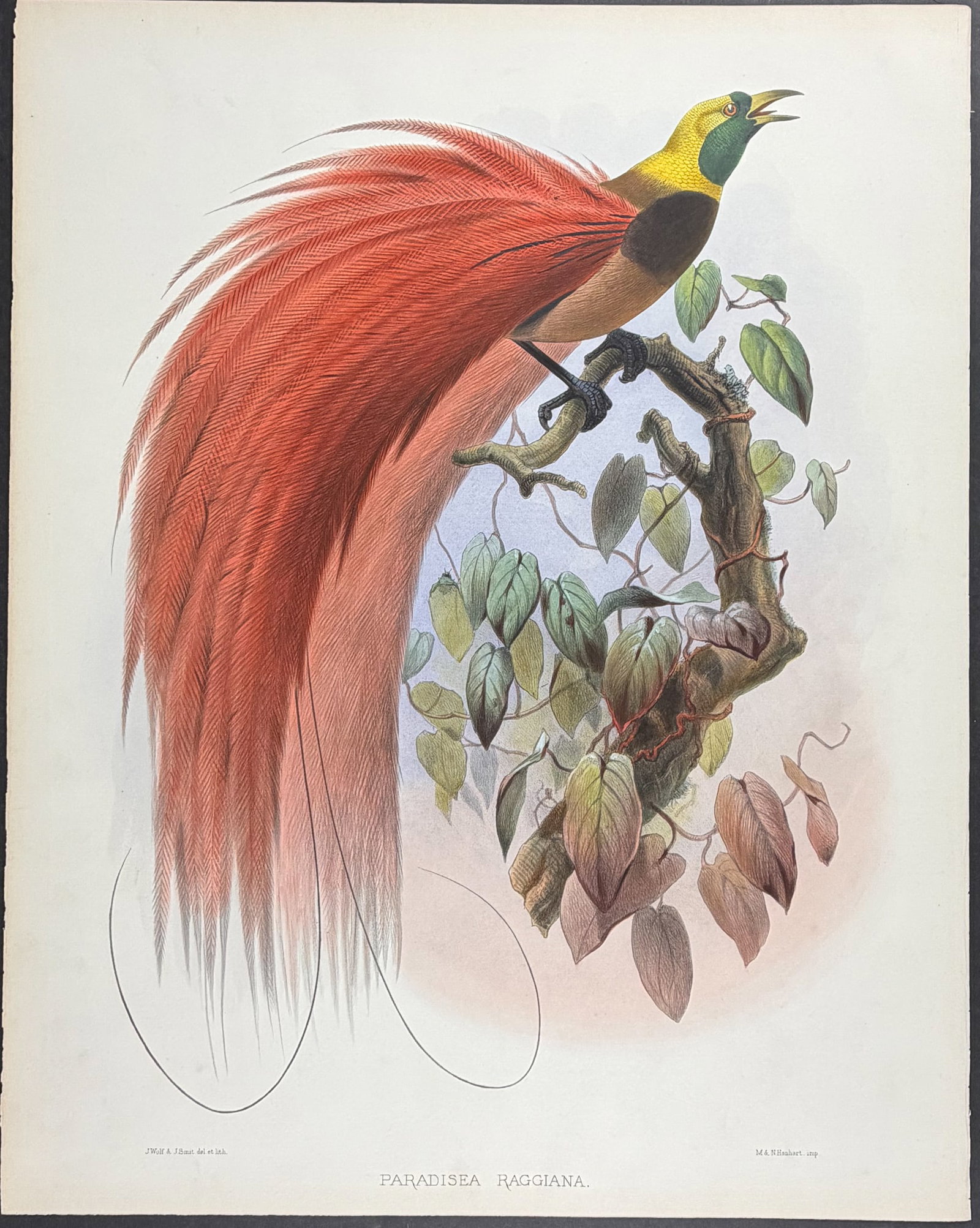Elliot - Marquis de Raggi's Bird of Paradise [Paradisea Raggiana]: This stunning folio lithograph is from Daniel Giraud Elliot's A Monograph of the Paradiseidae, or Birds of Paradise. The work was published in London by the Elliot for subscribers in 1873. Each