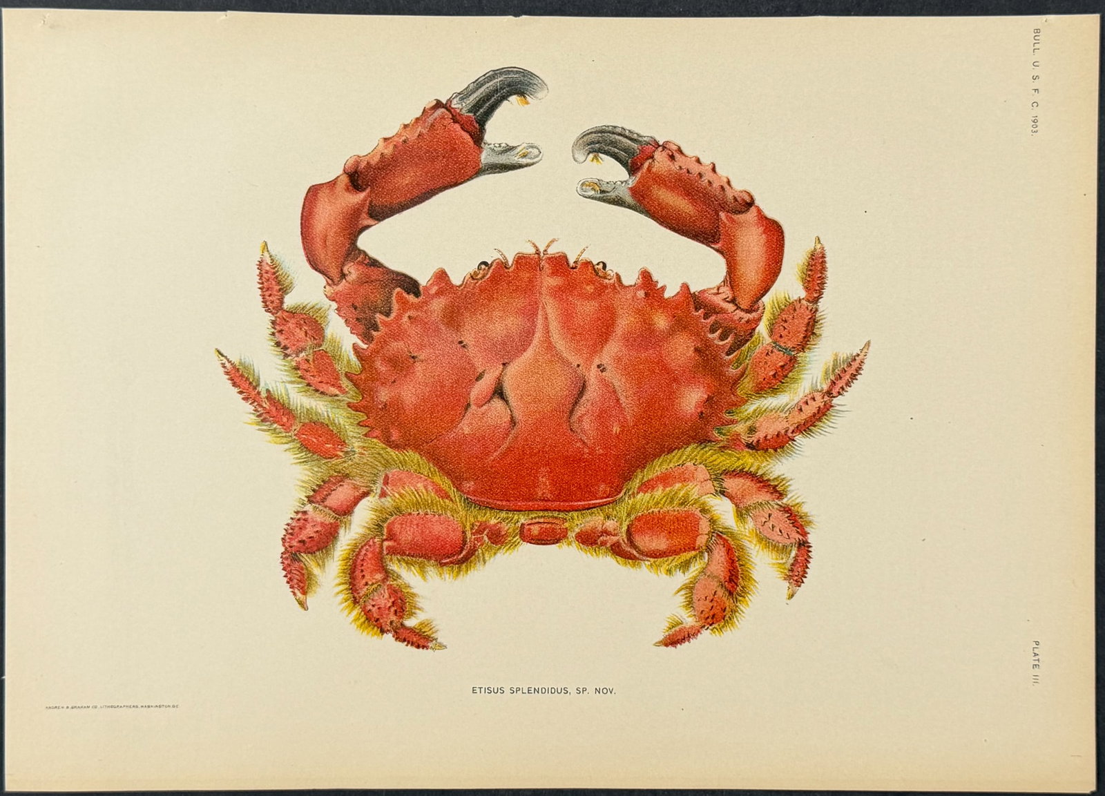 Bien, Hawaii - Splendid Pebble or Red Spooner Crab [Etisus Splendidus]: This colorful fish chromolithograph is from Julius Bien, David Starr Jordan & Barton Warren Evermann's The Aquatic Resources of the Hawaiian Islands (also issued as Bulletin of the United States Fish 