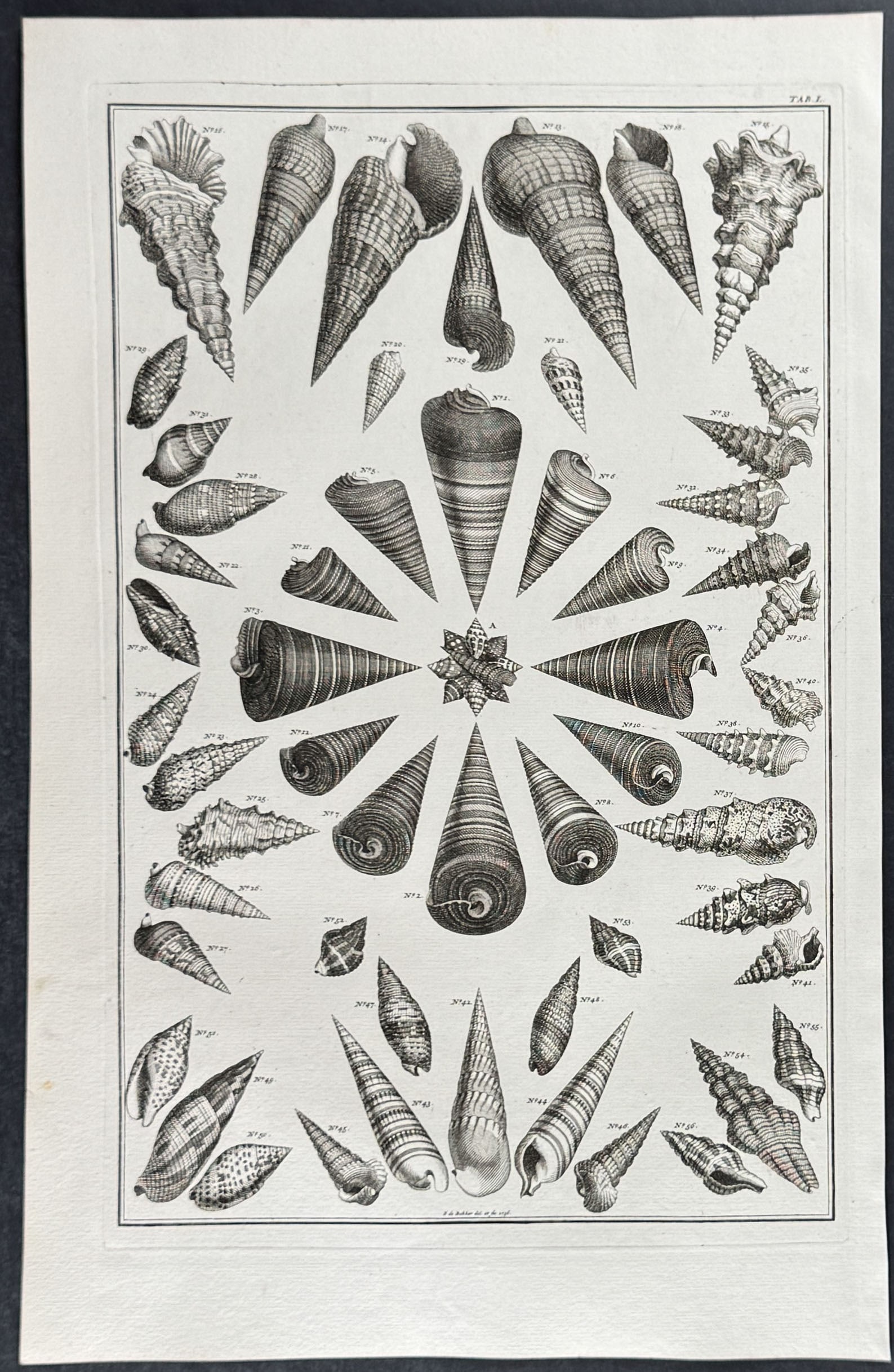 Seba - 4 Shell Engravings - 2