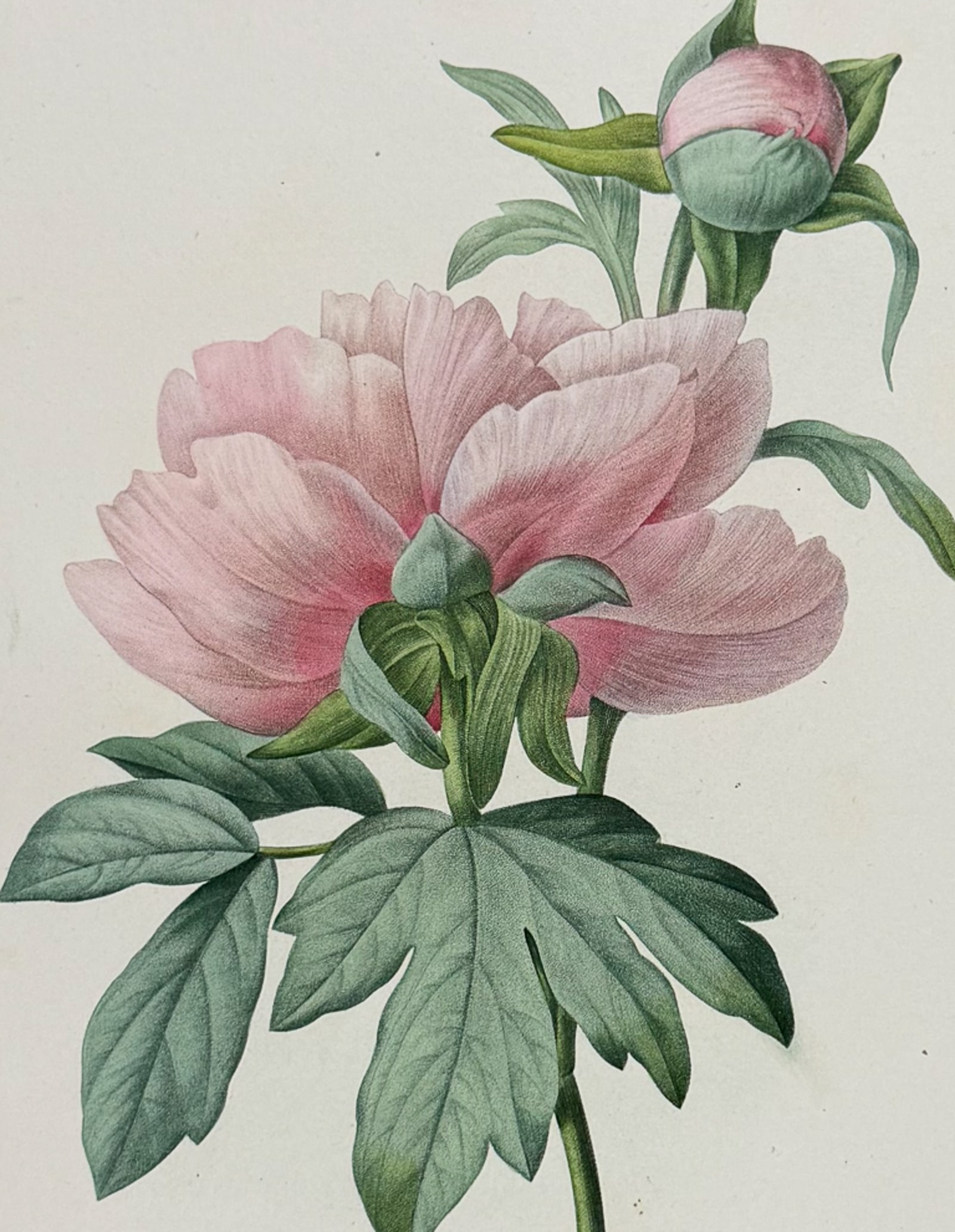 Redoute, Choix, Rare Folio - Peony [Paeonia]: This striking originally hand-colored stipple engraving is from Pierre Joseph Redoute's "Le Choix des Plus Belles Fleurs". This is from the first edition of the work and was published in Paris between