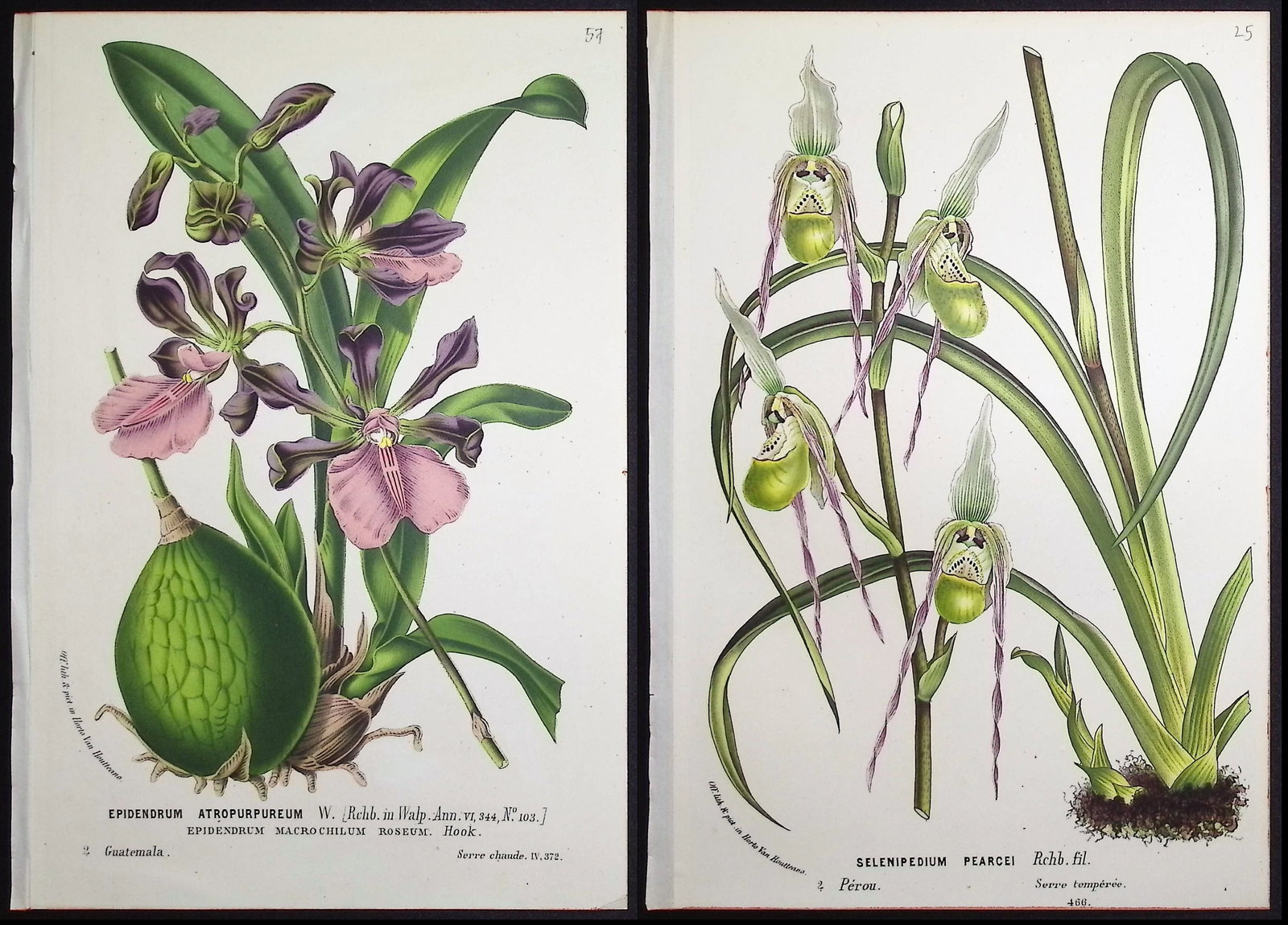 Van Houtte - 5 Orchid Prints: This beautiful botanical print comes from Louis Van Houtte's monumental work entitled "Flore des Serres et des Jardins de l'Europe (Flowers of the Greenhouses and Gardens of Europe)" published between
