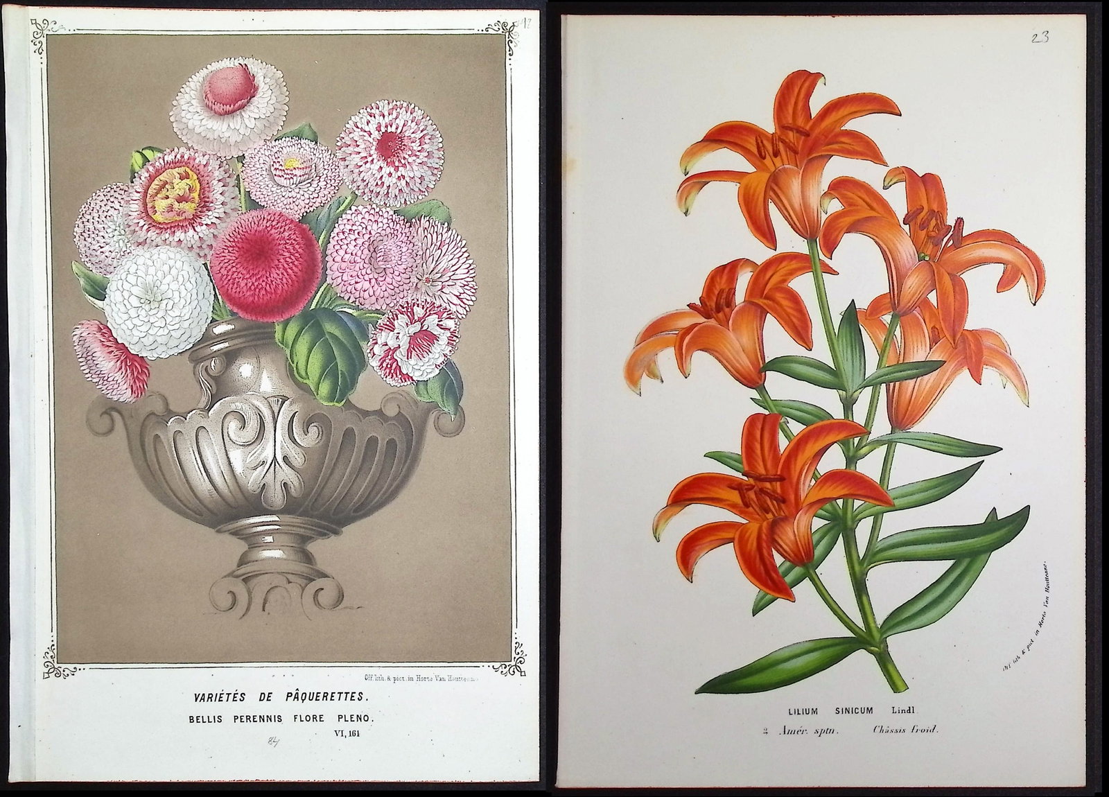 Van Houtte - 6 Botanical Prints: This beautiful botanical print comes from Louis Van Houtte's monumental work entitled "Flore des Serres et des Jardins de l'Europe (Flowers of the Greenhouses and Gardens of Europe)" published between