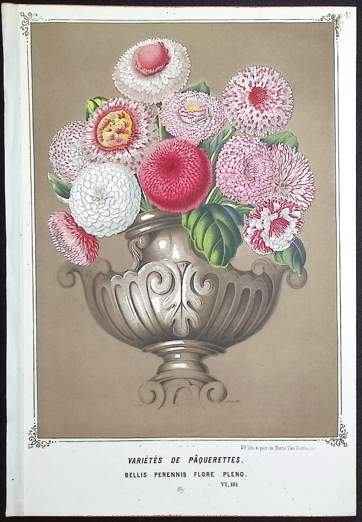Van Houtte - 6 Botanical Prints - 2