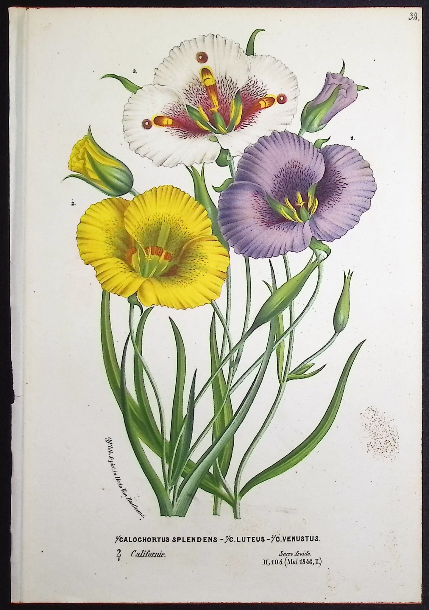Van Houtte - 6 Botanical Prints - 3