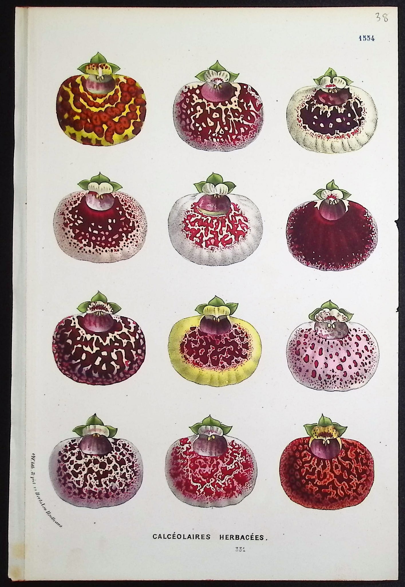 Van Houtte - 6 Botanical Prints - 4