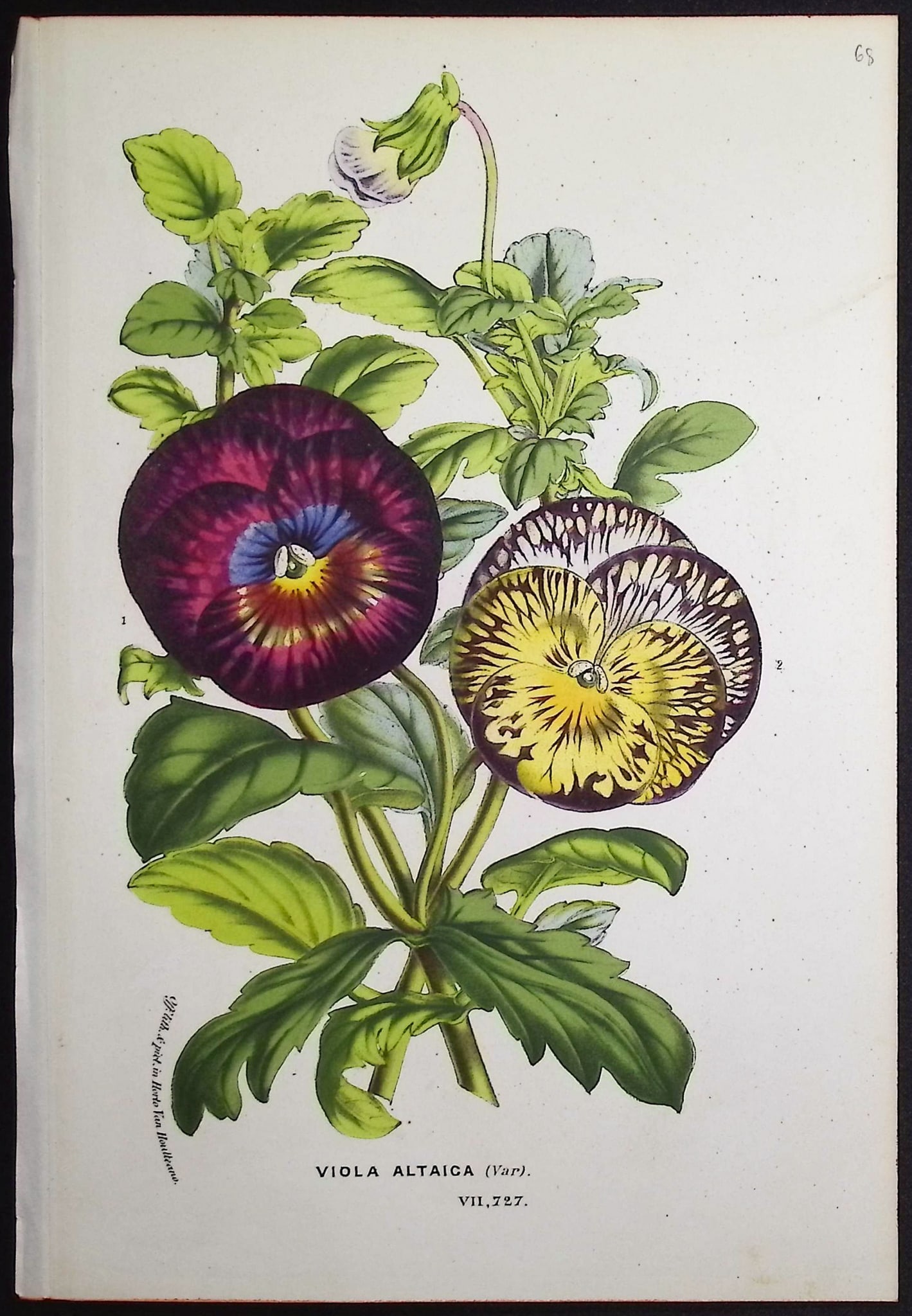 Van Houtte - 6 Botanical Prints - 5