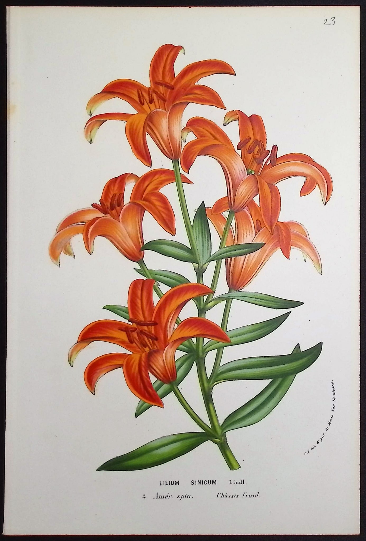 Van Houtte - 6 Botanical Prints - 6