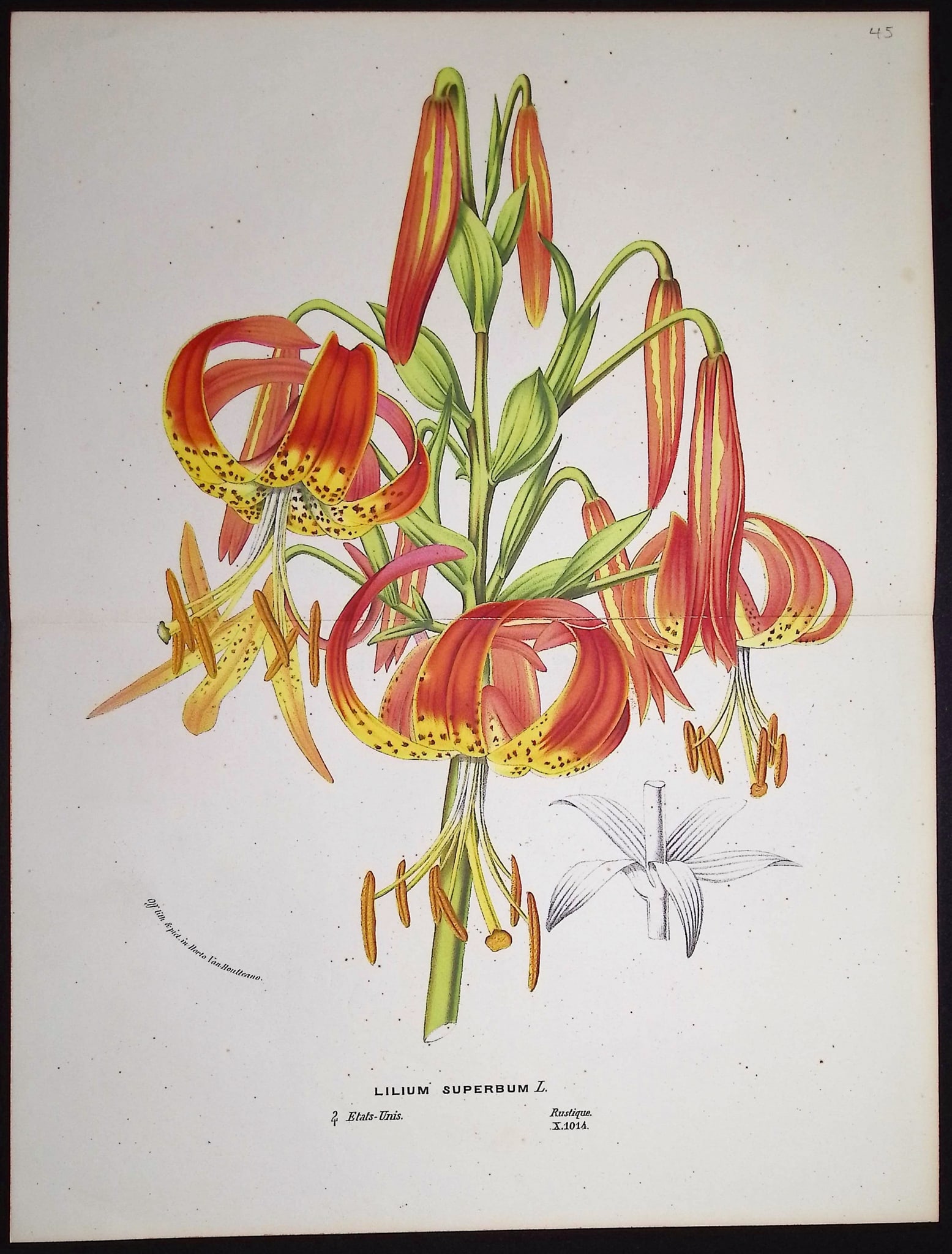 Van Houtte - 6 Botanical Prints - 7