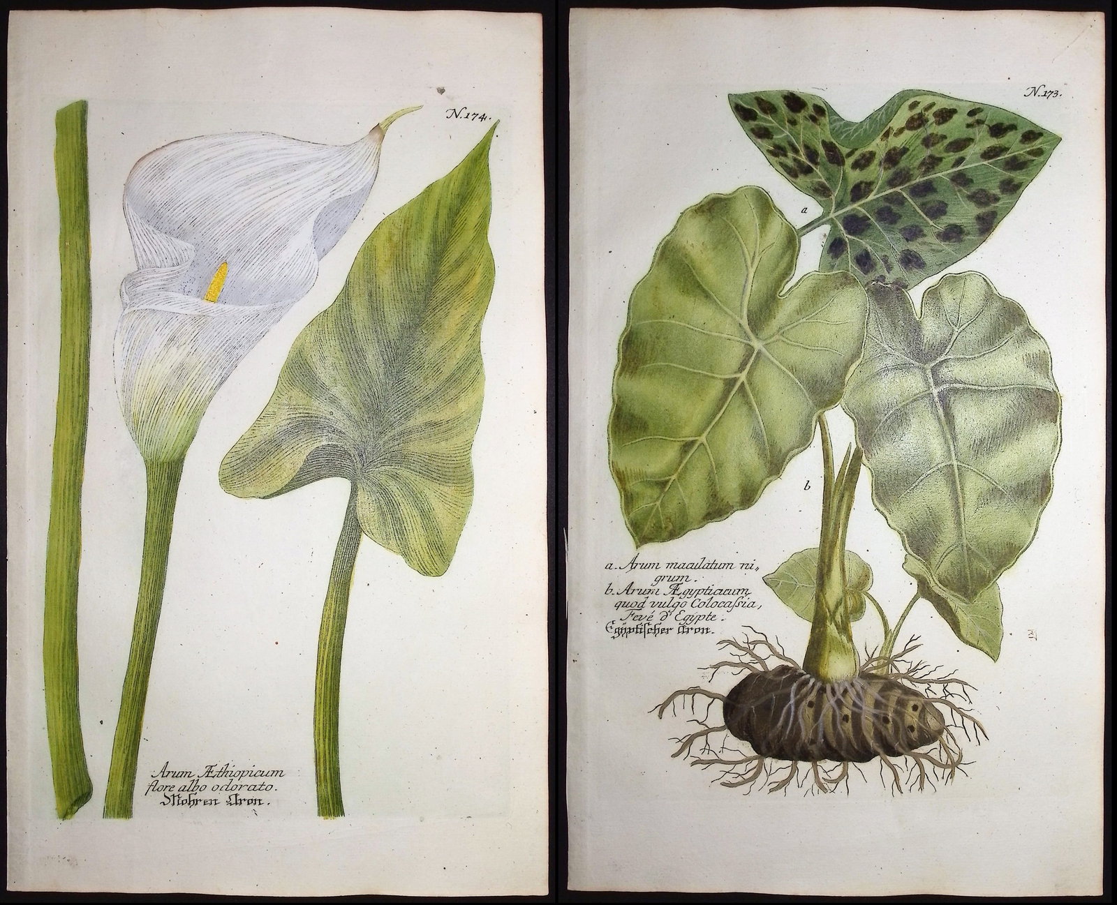 Weinmann - 4 Engravings of Arum & Calla Lily: This beautiful botanical mezzotint is from Johann Weinmann's "Duidelyke Vertoning, Eeniger Duizend in alle vier waerelds deelen wassende Bomen, Stammen, Kruiden, Bloemen, Vrugten, en Uitwassen, [Germa