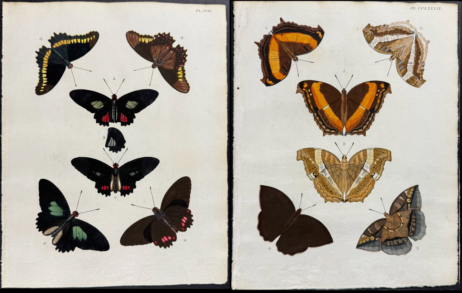 Cramer - 4 Butterfly Engravings (1 of 5)