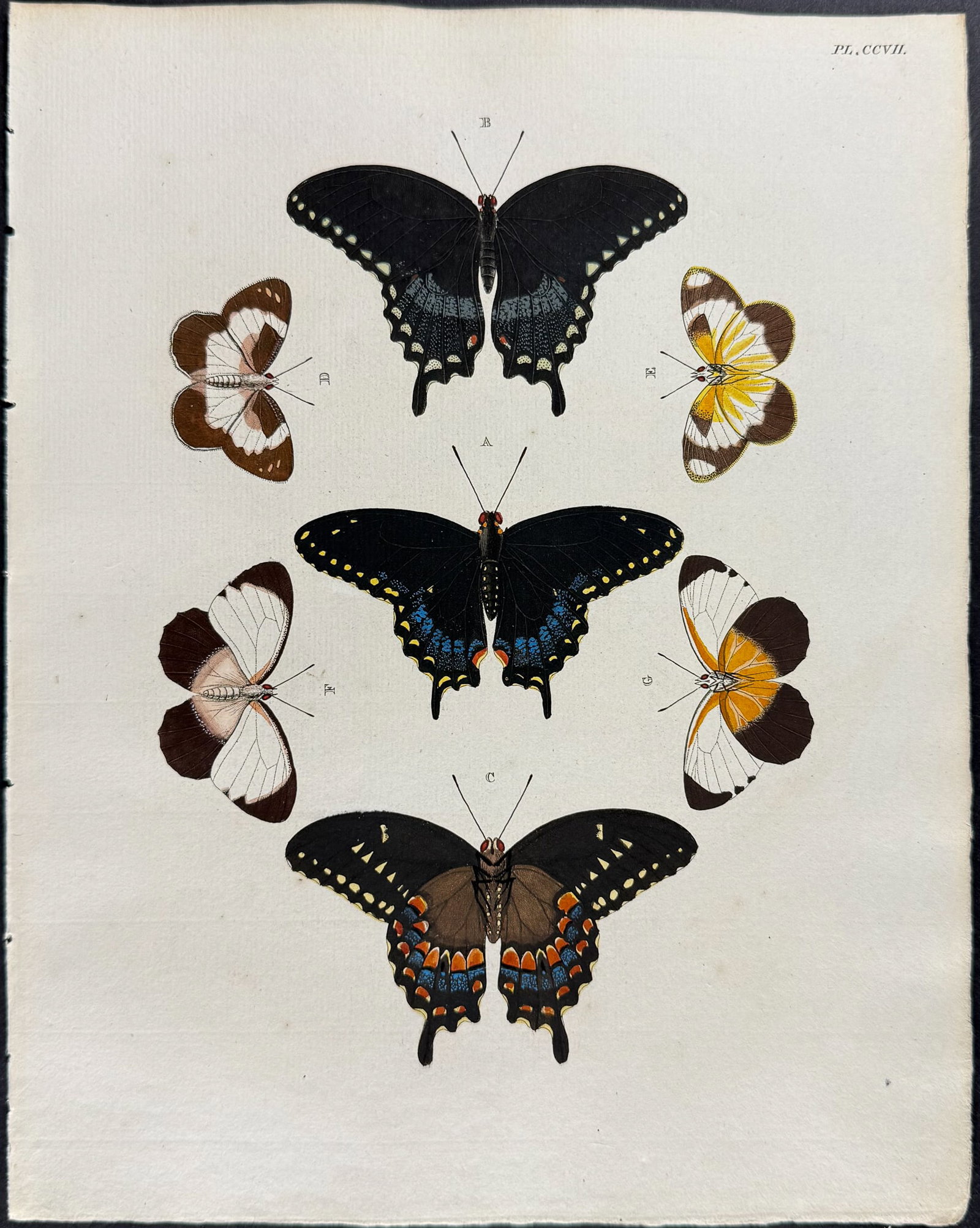 Cramer - 4 Butterfly Engravings - 2