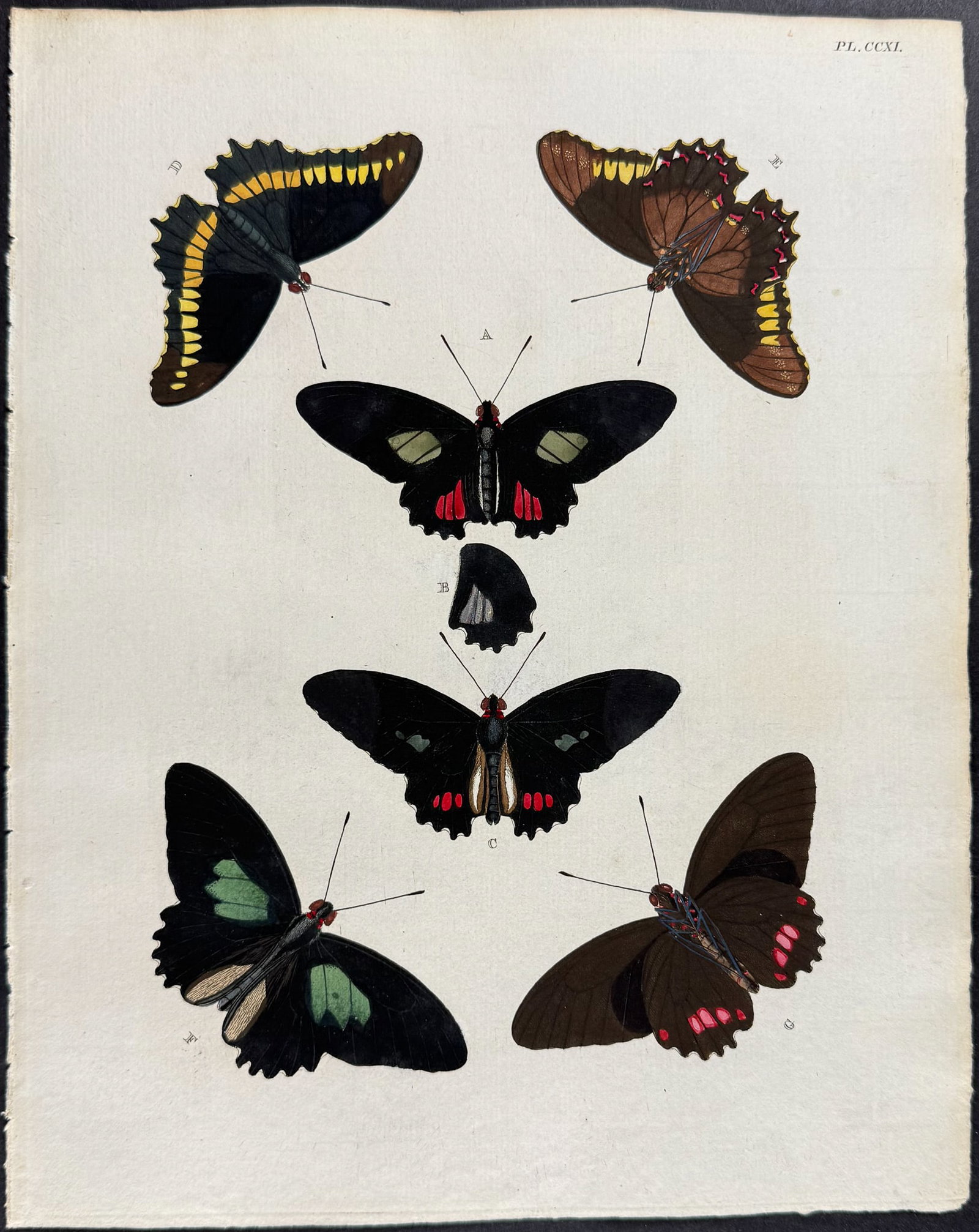 Cramer - 4 Butterfly Engravings - 3