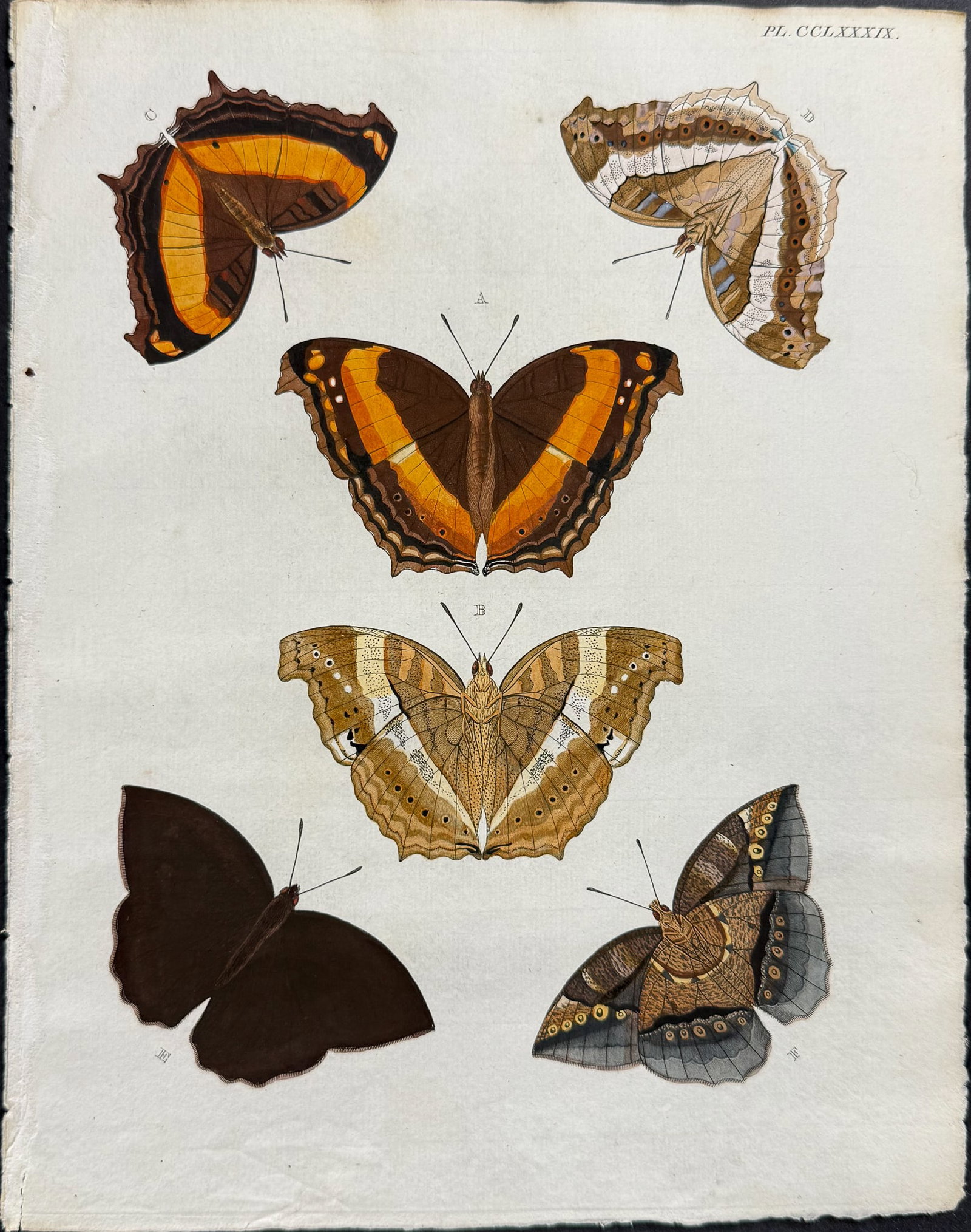 Cramer - 4 Butterfly Engravings - 4