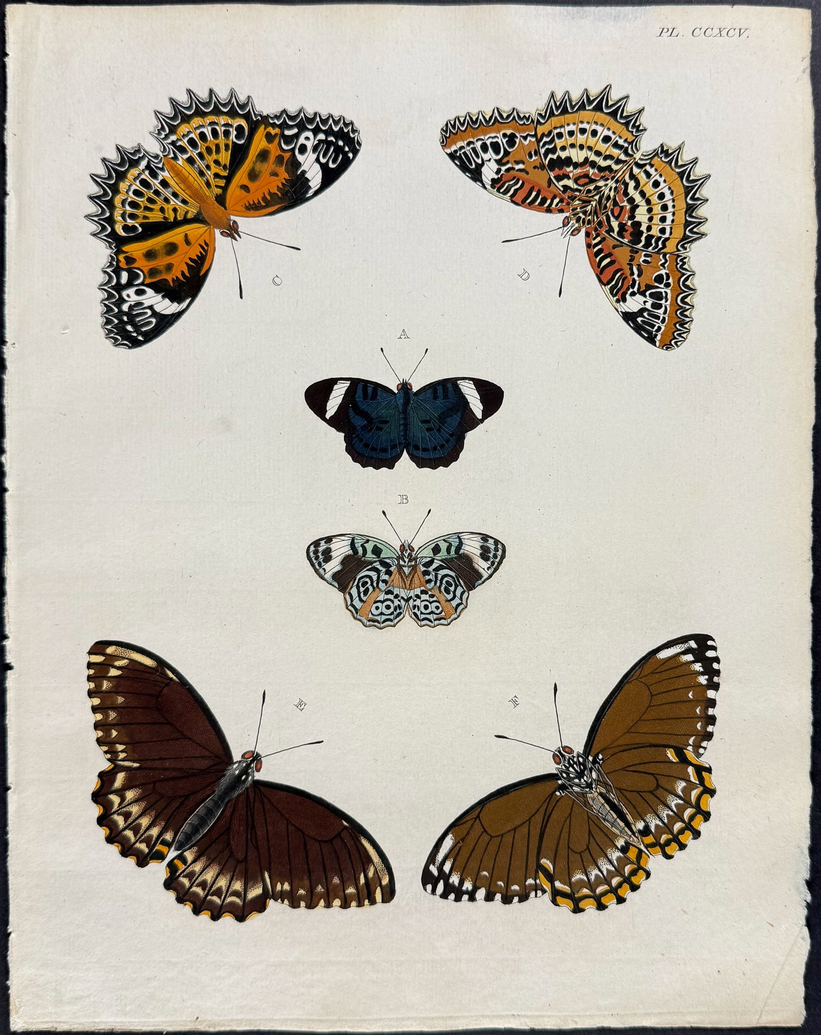 Cramer - 4 Butterfly Engravings - 5