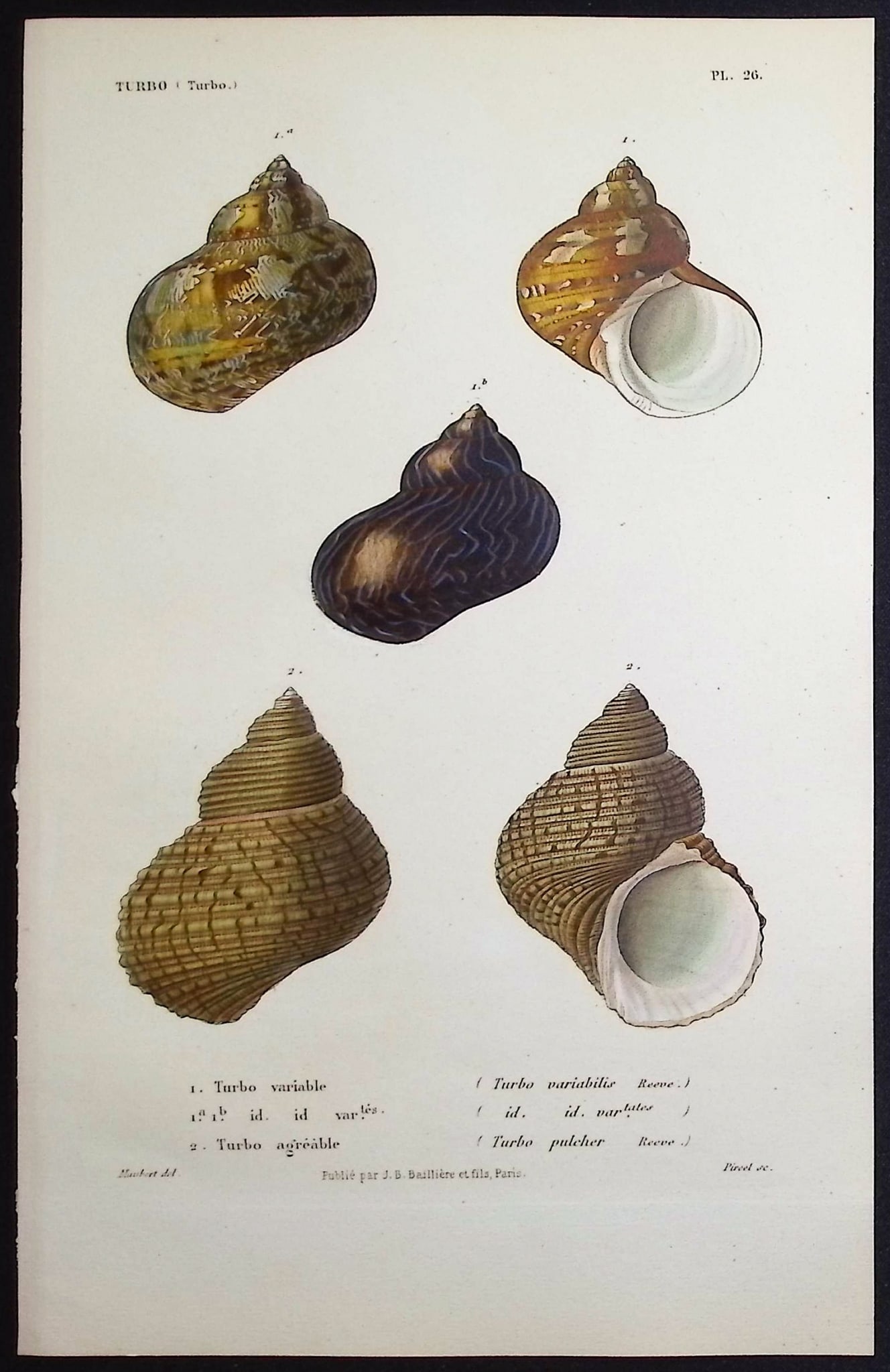 Kiener - 11 Shell Engravings - 10