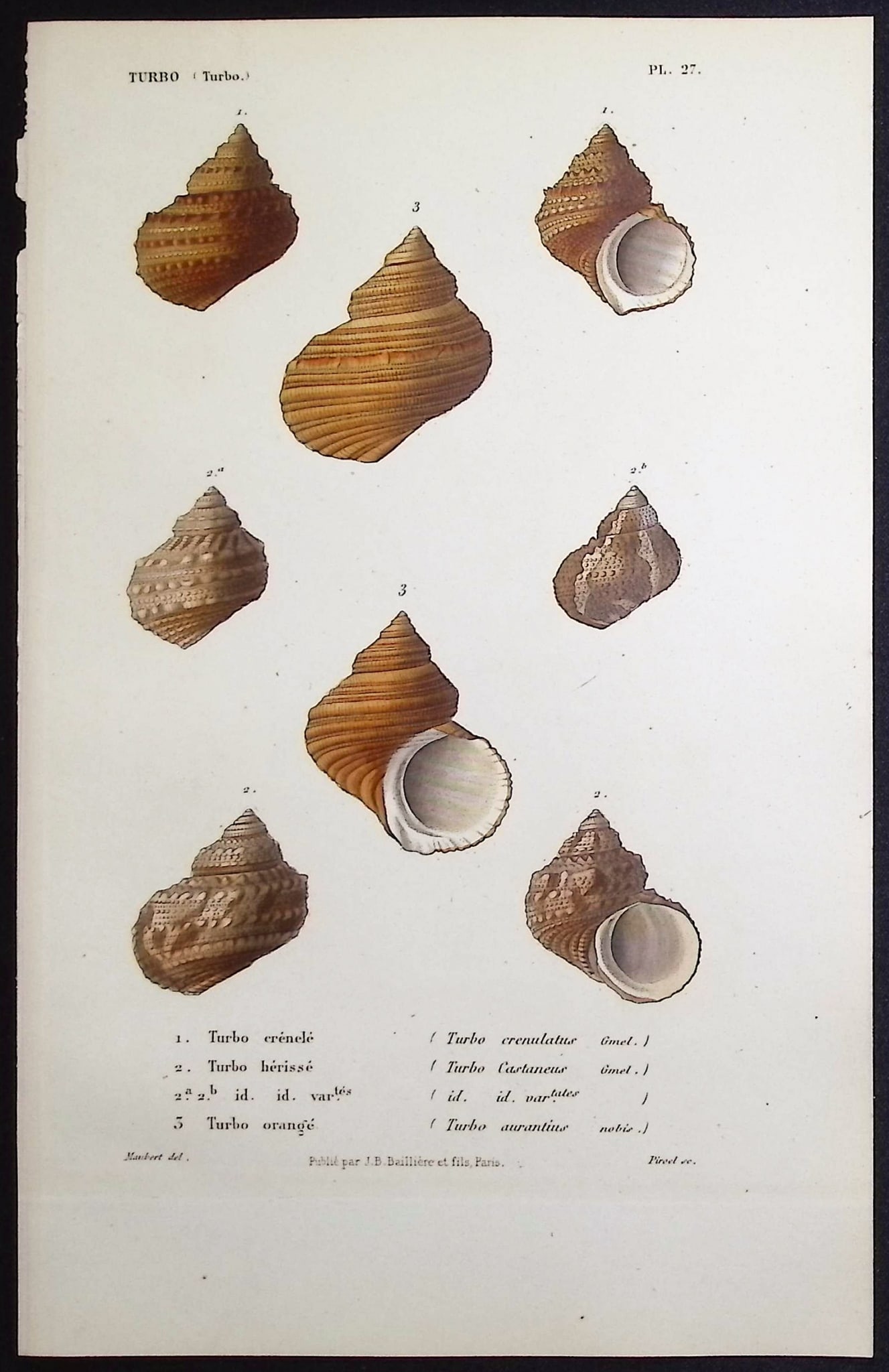 Kiener - 11 Shell Engravings - 11