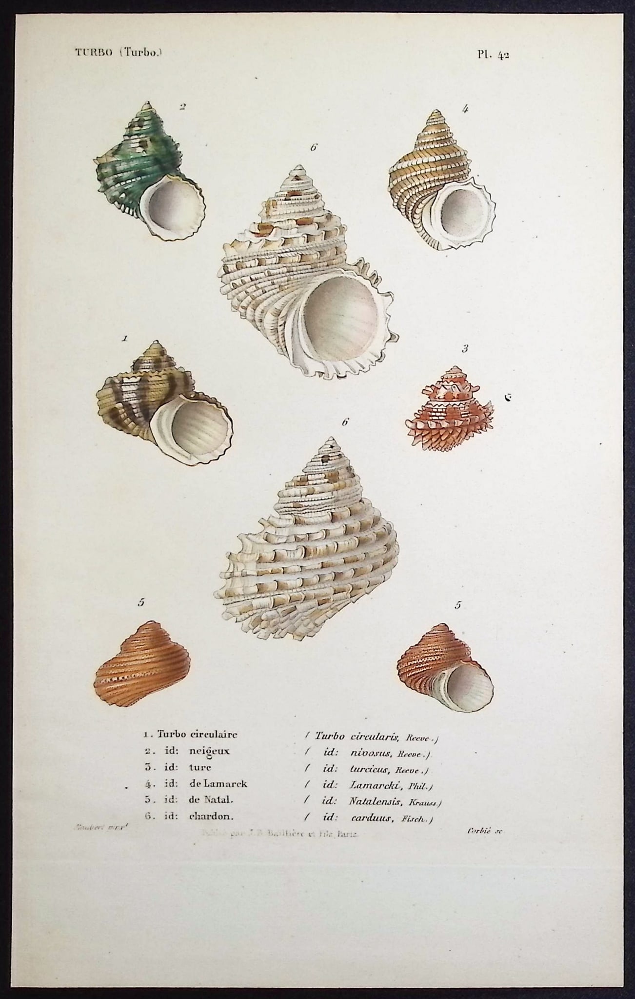 Kiener - 11 Shell Engravings - 12