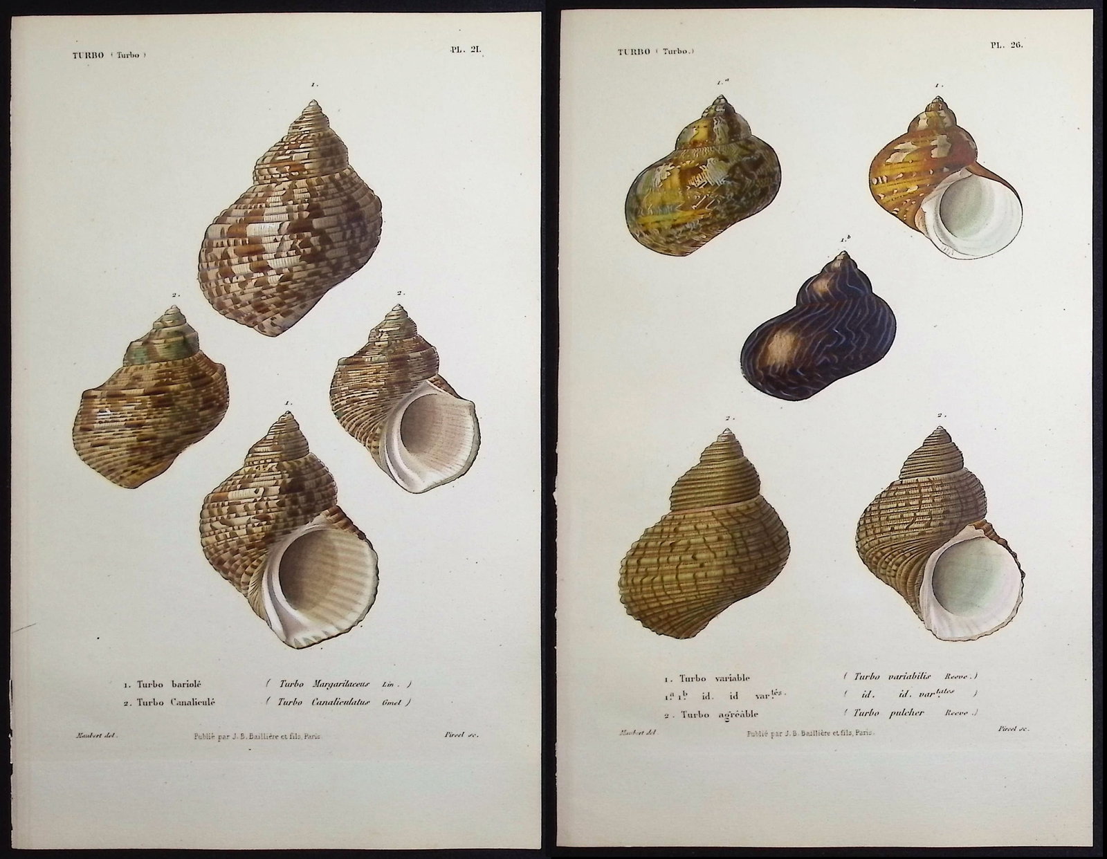 Kiener - 11 Shell Engravings (1 of 12)