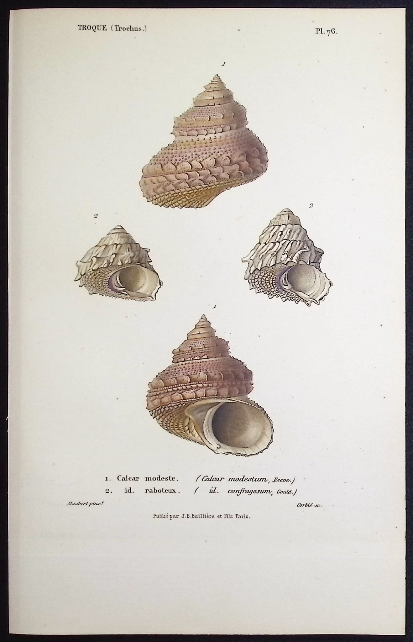 Kiener - 11 Shell Engravings - 2