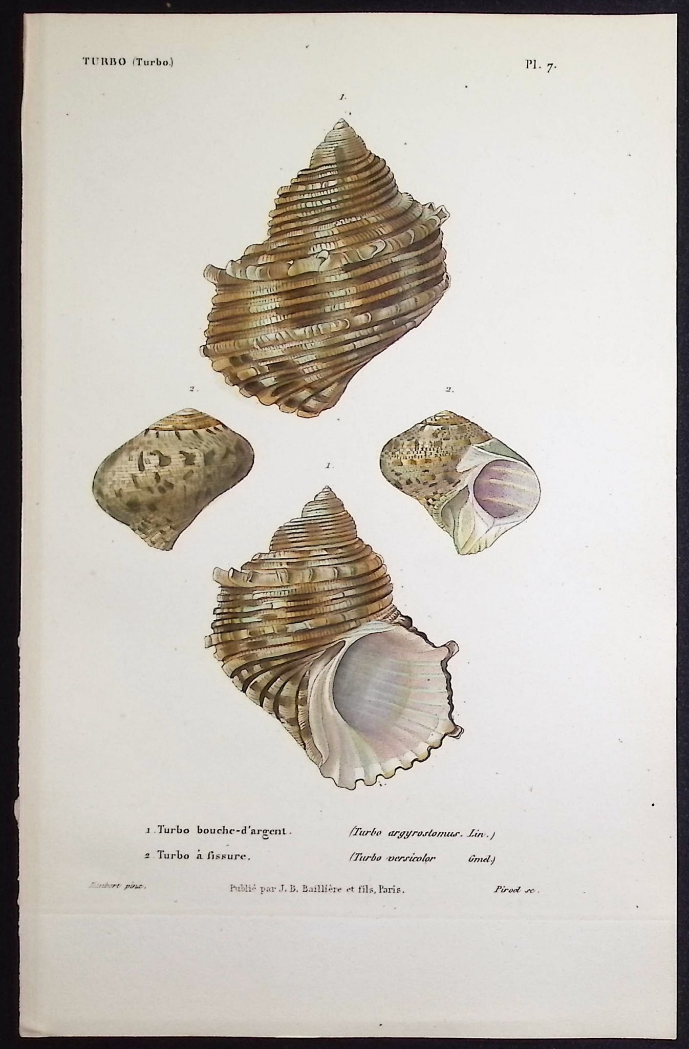 Kiener - 11 Shell Engravings - 3