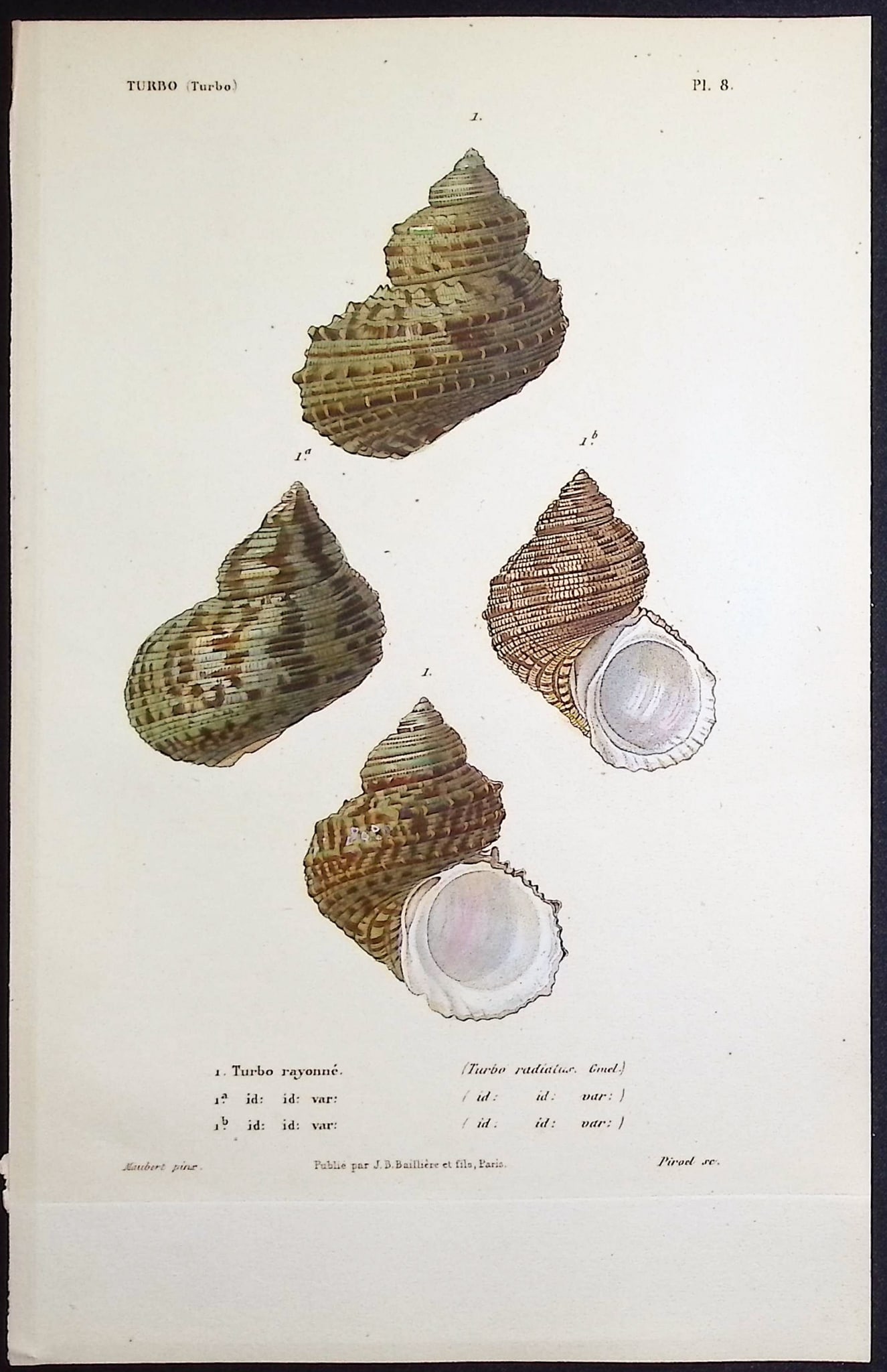 Kiener - 11 Shell Engravings - 4
