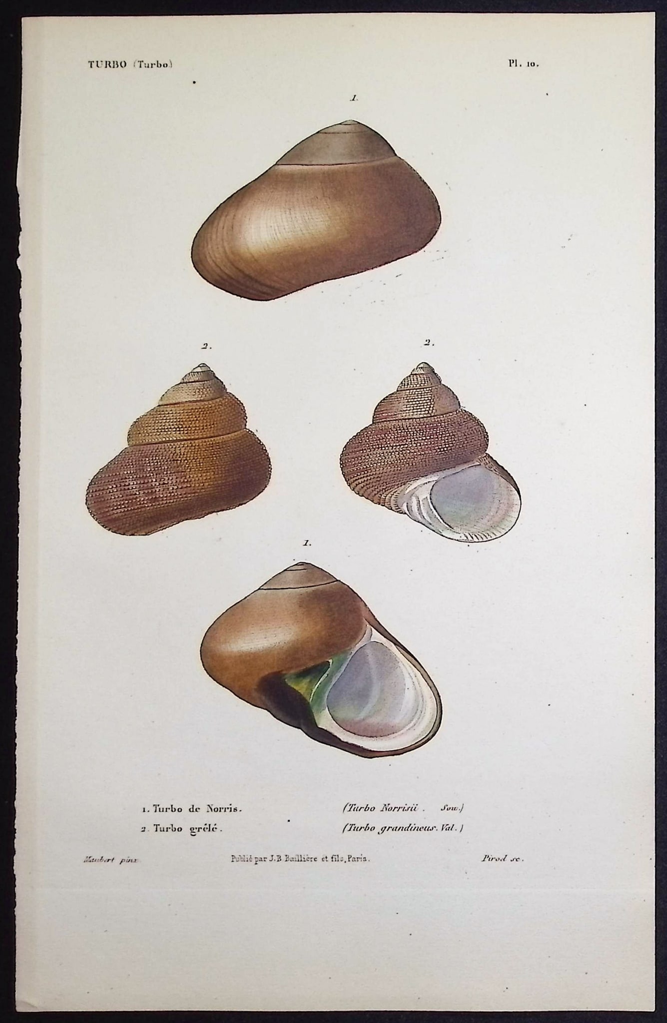 Kiener - 11 Shell Engravings - 5