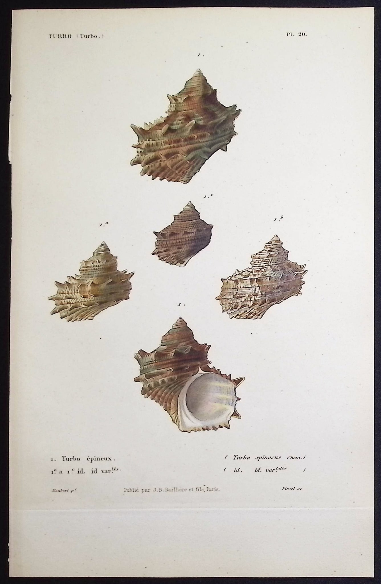 Kiener - 11 Shell Engravings - 6