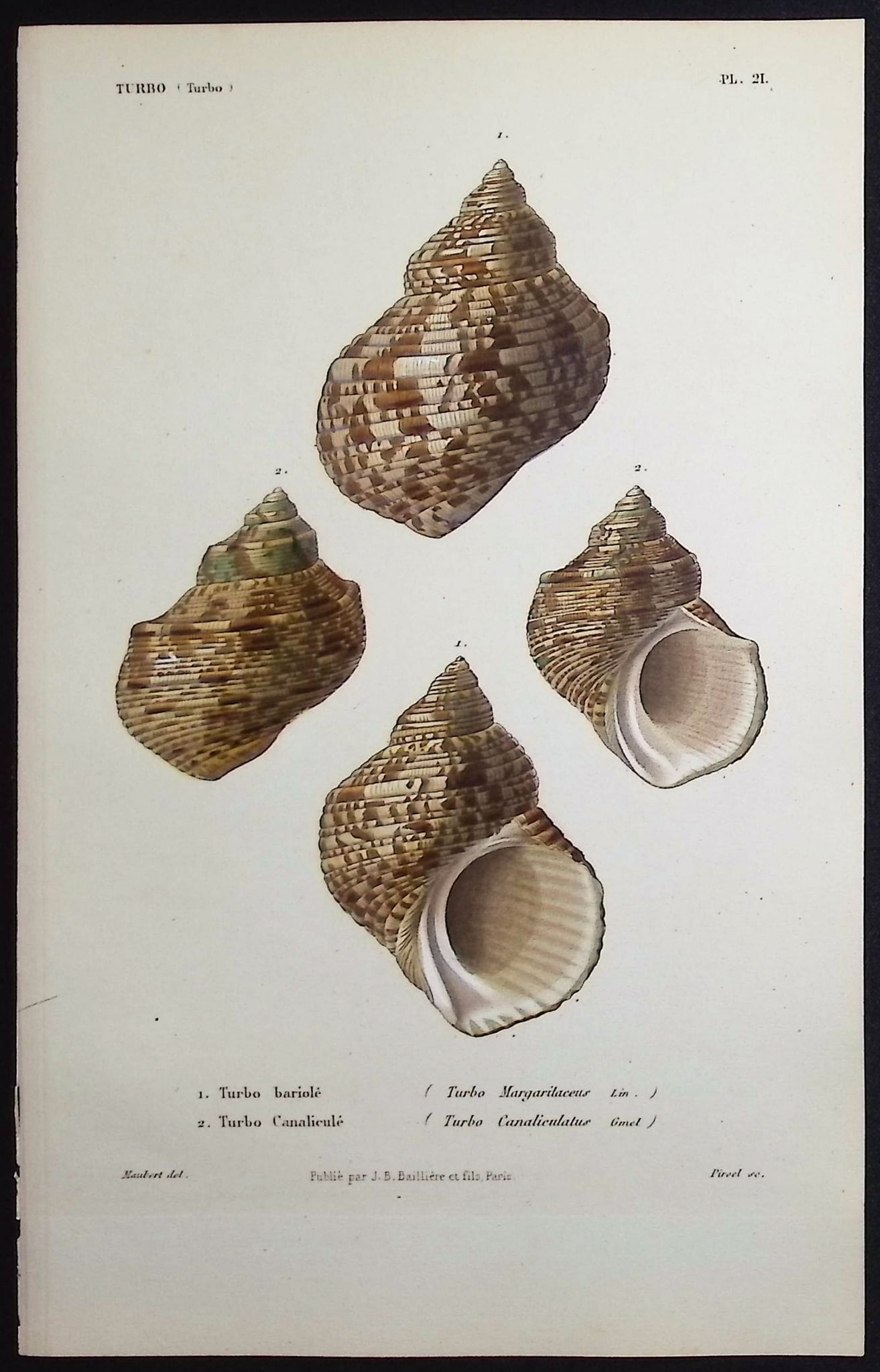 Kiener - 11 Shell Engravings - 7