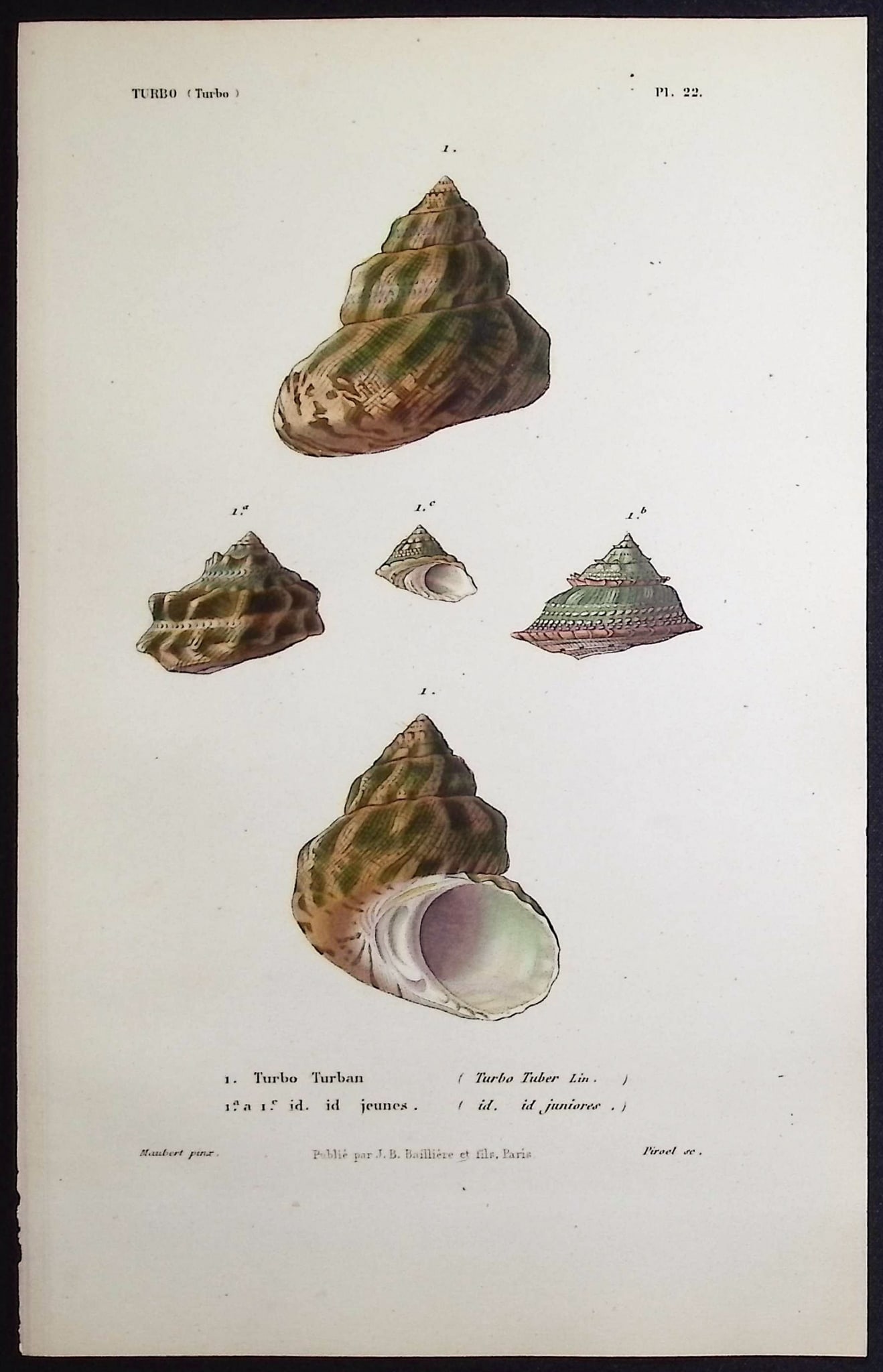 Kiener - 11 Shell Engravings - 8