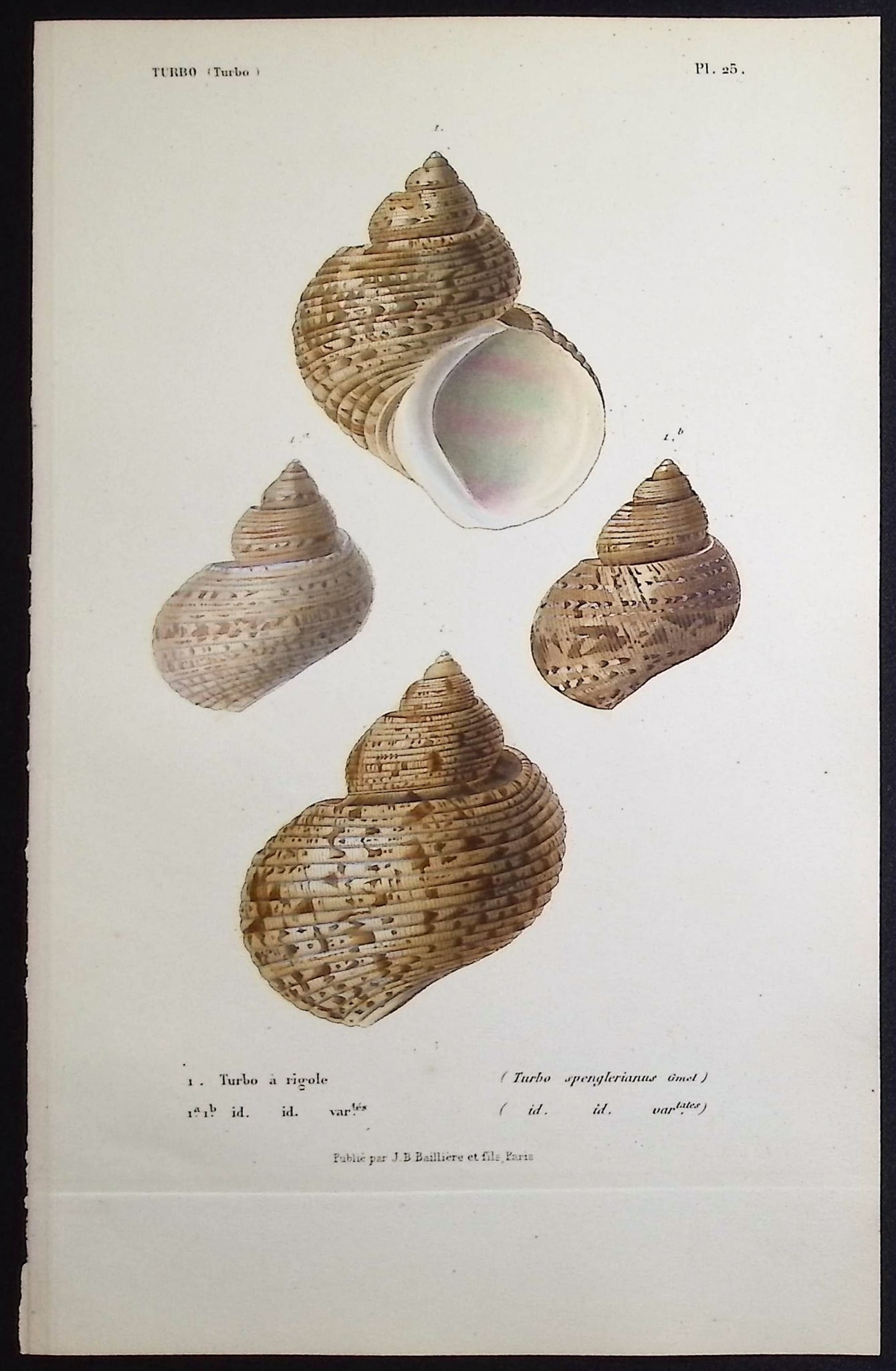 Kiener - 11 Shell Engravings - 9