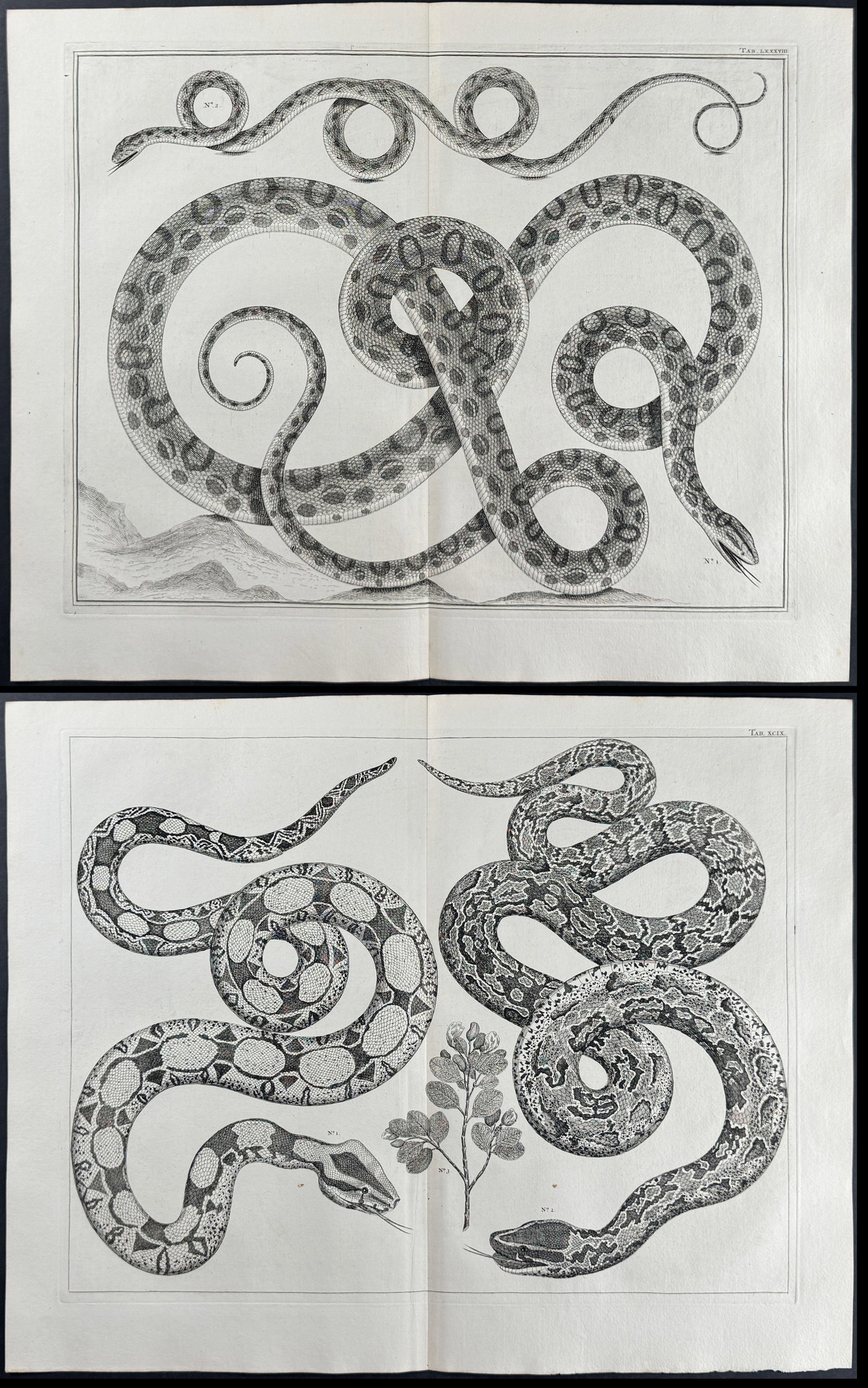 Seba - 4 Engravings of Snakes & Plants (1 of 5)