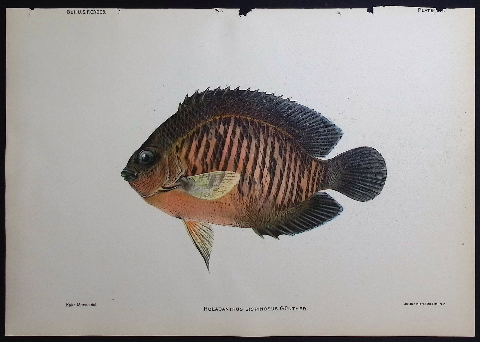 Bien, Hawaii - Twospined Angelfish [Holacanthus Bispinosus]: This colorful fish chromolithograph is from Julius Bien, David Starr Jordan & Barton Warren Evermann's The Aquatic Resources of the Hawaiian Islands (also issued as Bulletin of the United States Fish 