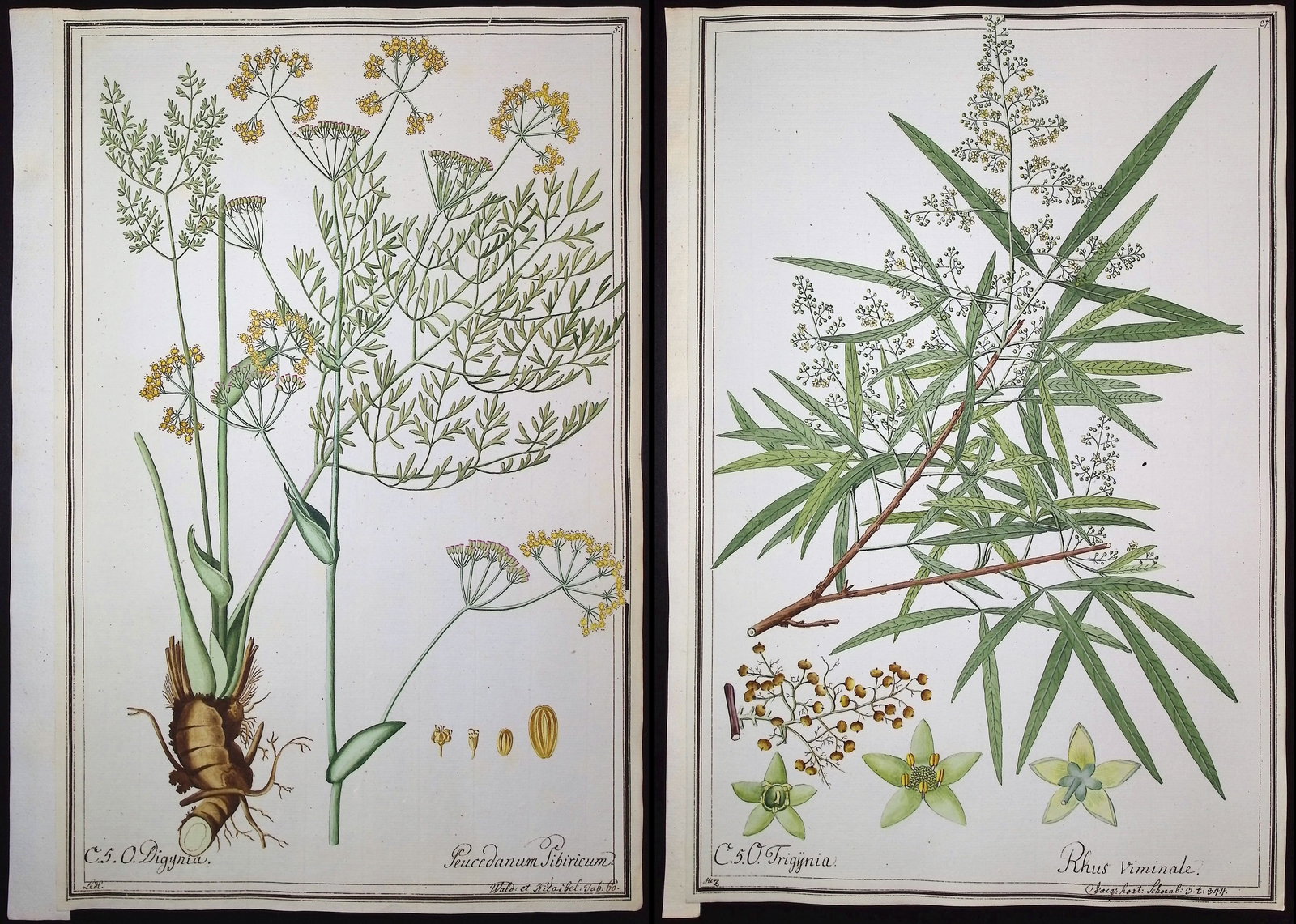 6 Original Botanical Watercolors (according to Linnaeus system) (1 of 7)