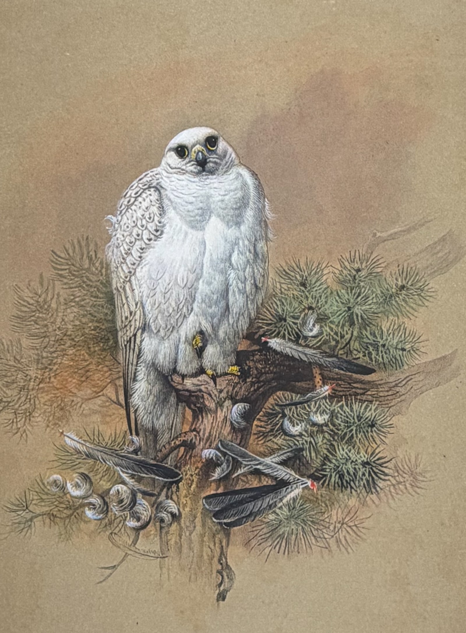 Wolf, Folio - Greenland Falcon (Falco groenlandicus): This beautiful first edition, folio lithograph is from Joseph Wolf's Zoological Sketches . The work was made for the Zoological Society of London in London by Henry Graves & Company between 1856 and 1