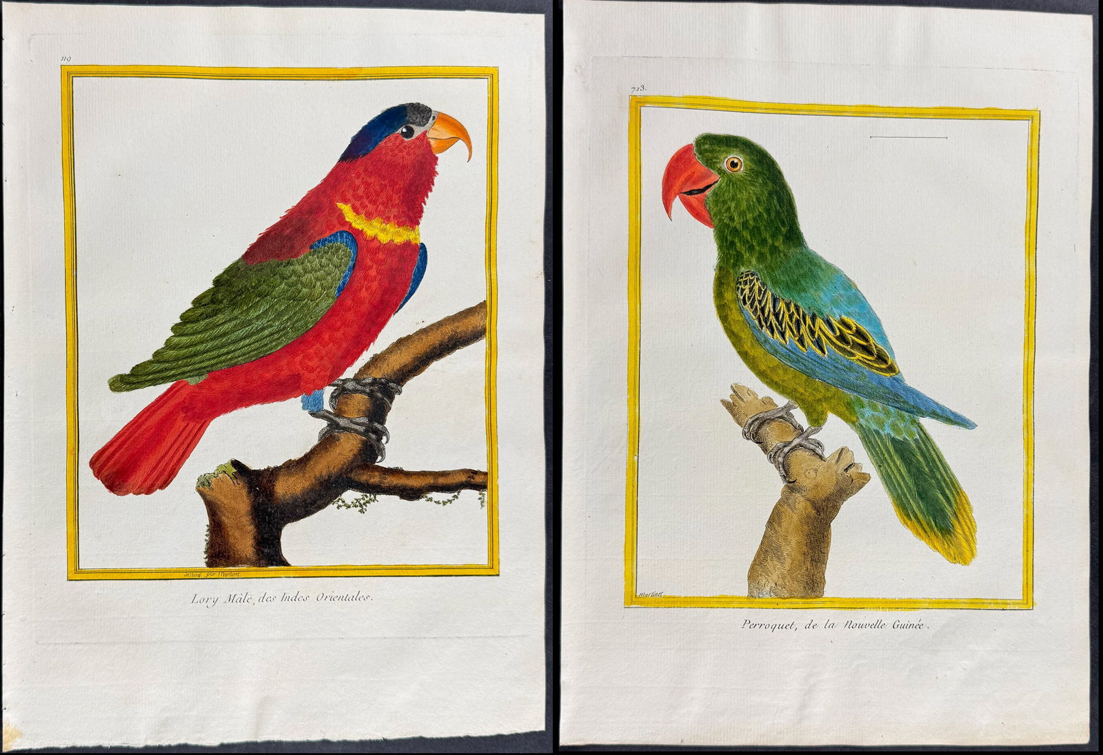 Martinet & Buffon - 6 Parrot Engravings (1 of 7)