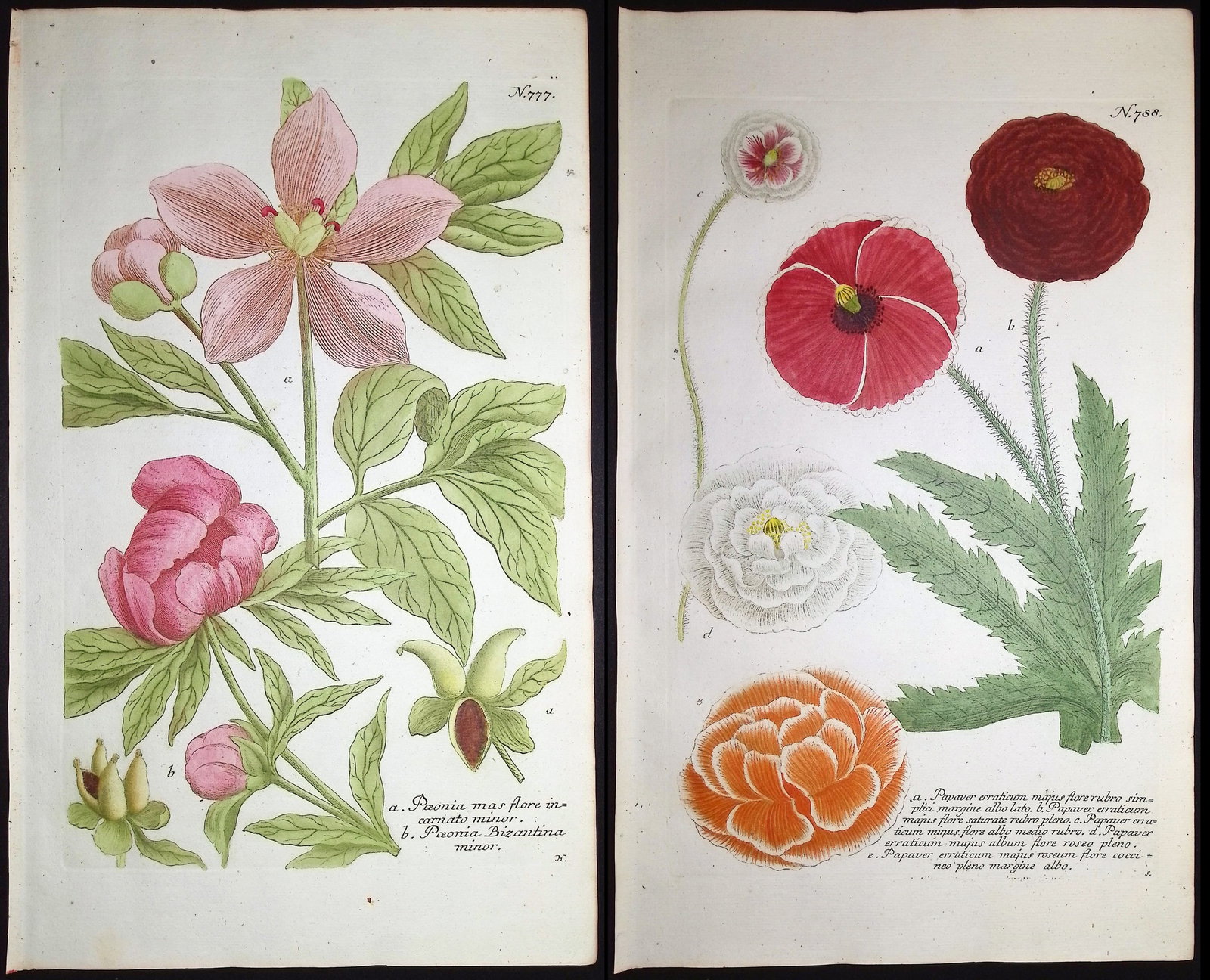 Weinmann - 4 Engravings of Poppy & Peony (1 of 5)