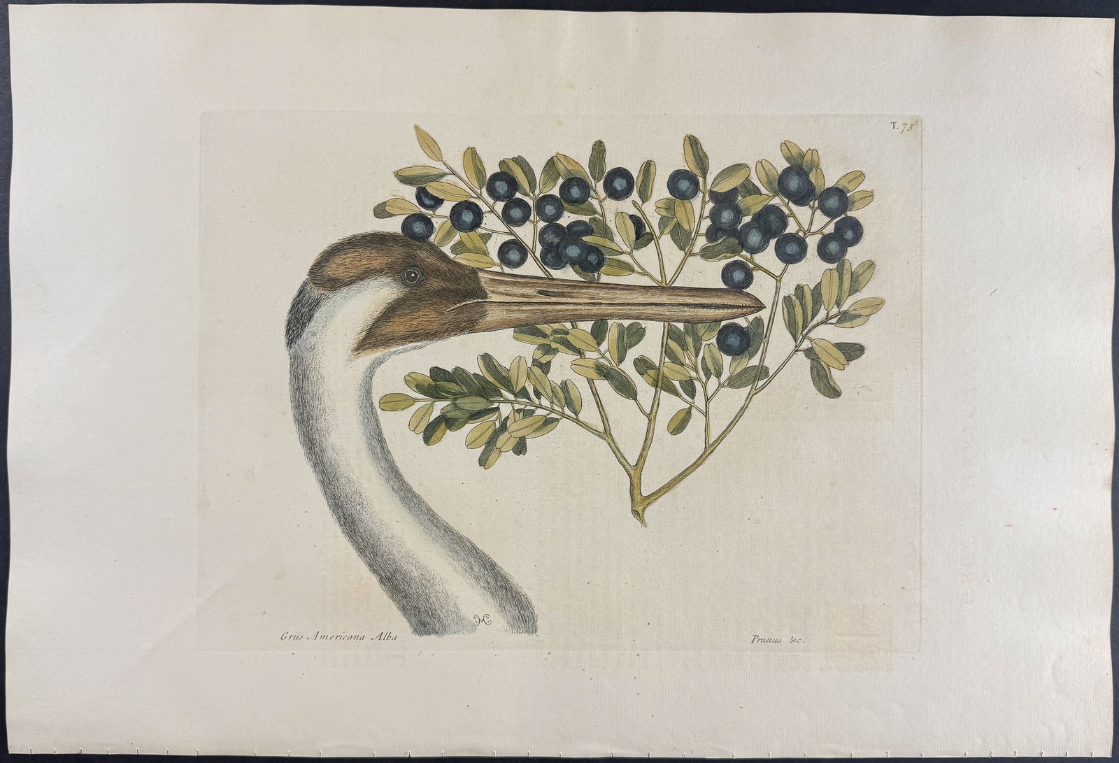 Catesby, Folio - Hooping Crane (Whooping Crane) with Bullet Bush. 1-75: We are pleased to offer this folio engraving from Mark Catesby?s "The Natural History of Carolina, Florida and the Bahama Islands: Containing the Figures of Birds, Beasts, Fishes, Serpents, Insects, a