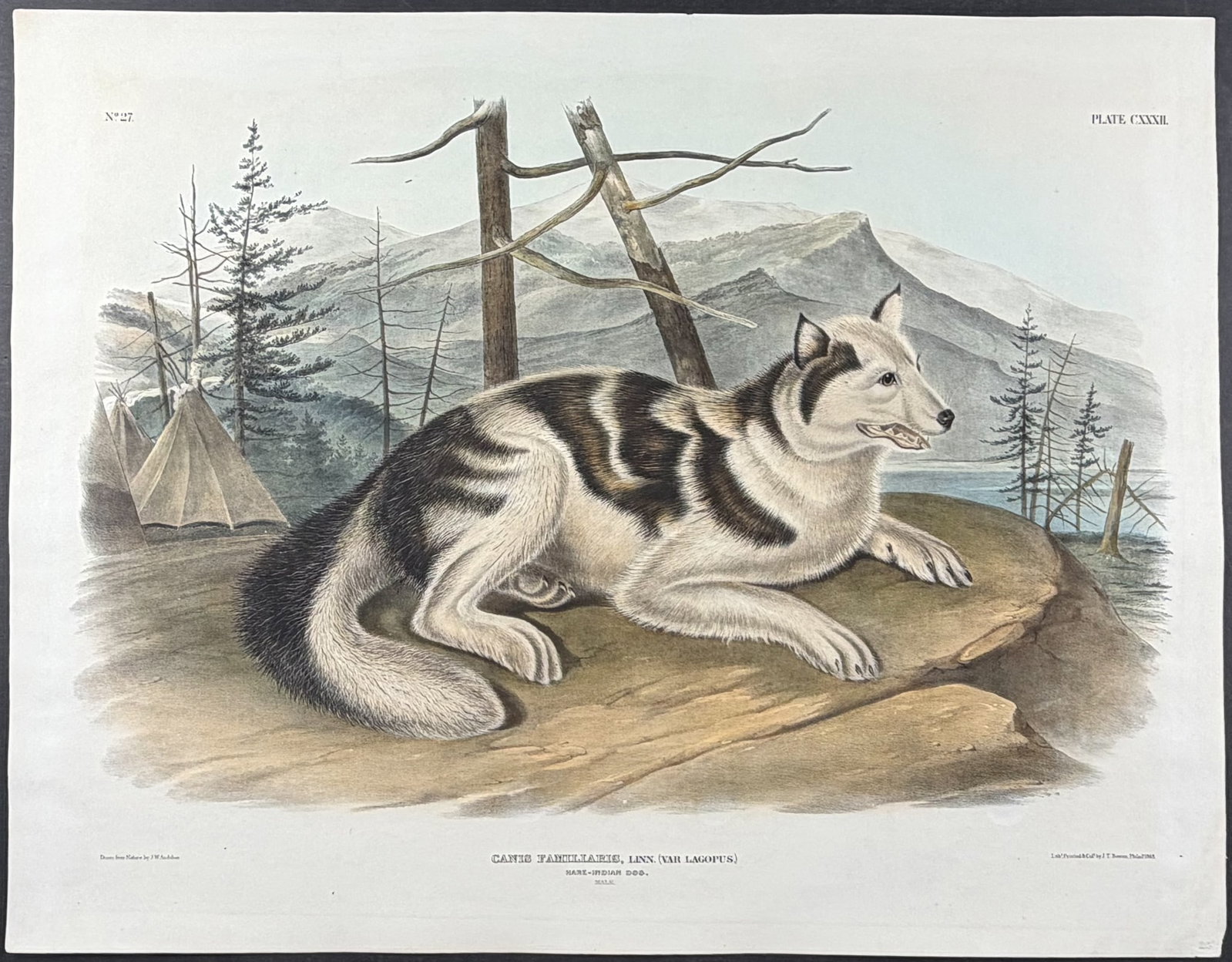 Audubon, Imperial Folio - Hare Indian Dog. 132: This exceptional folio lithograph is from John James Audubon's The Viviparous Quadrupeds of North America. It was part of the Imperial Folio Edition published between 1845 and 1851. Audubon and his so