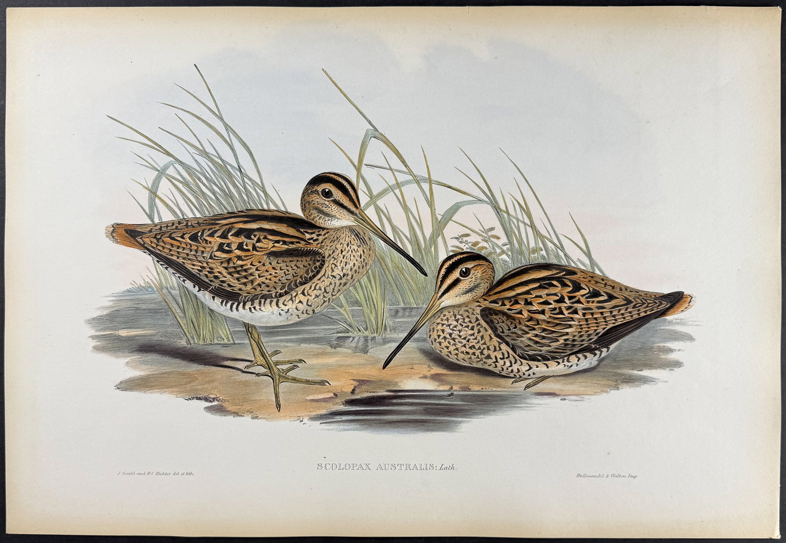Gould, Australia - Australian Painted Snipe [Scolopax Australis] (1 of 1)