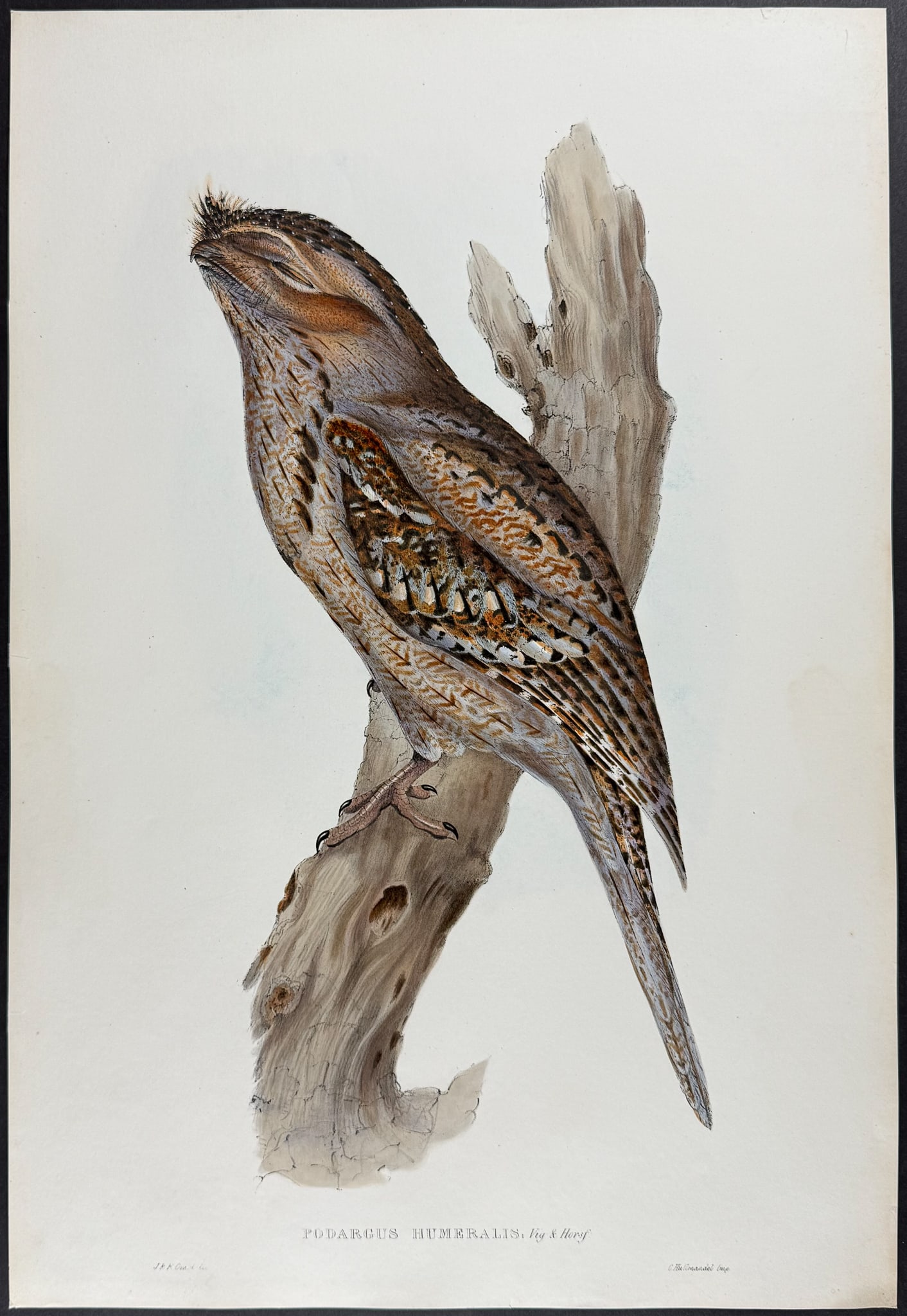 Gould, Australia - Tawny Frogmouth [Podargus Humeralis] (1 of 1)