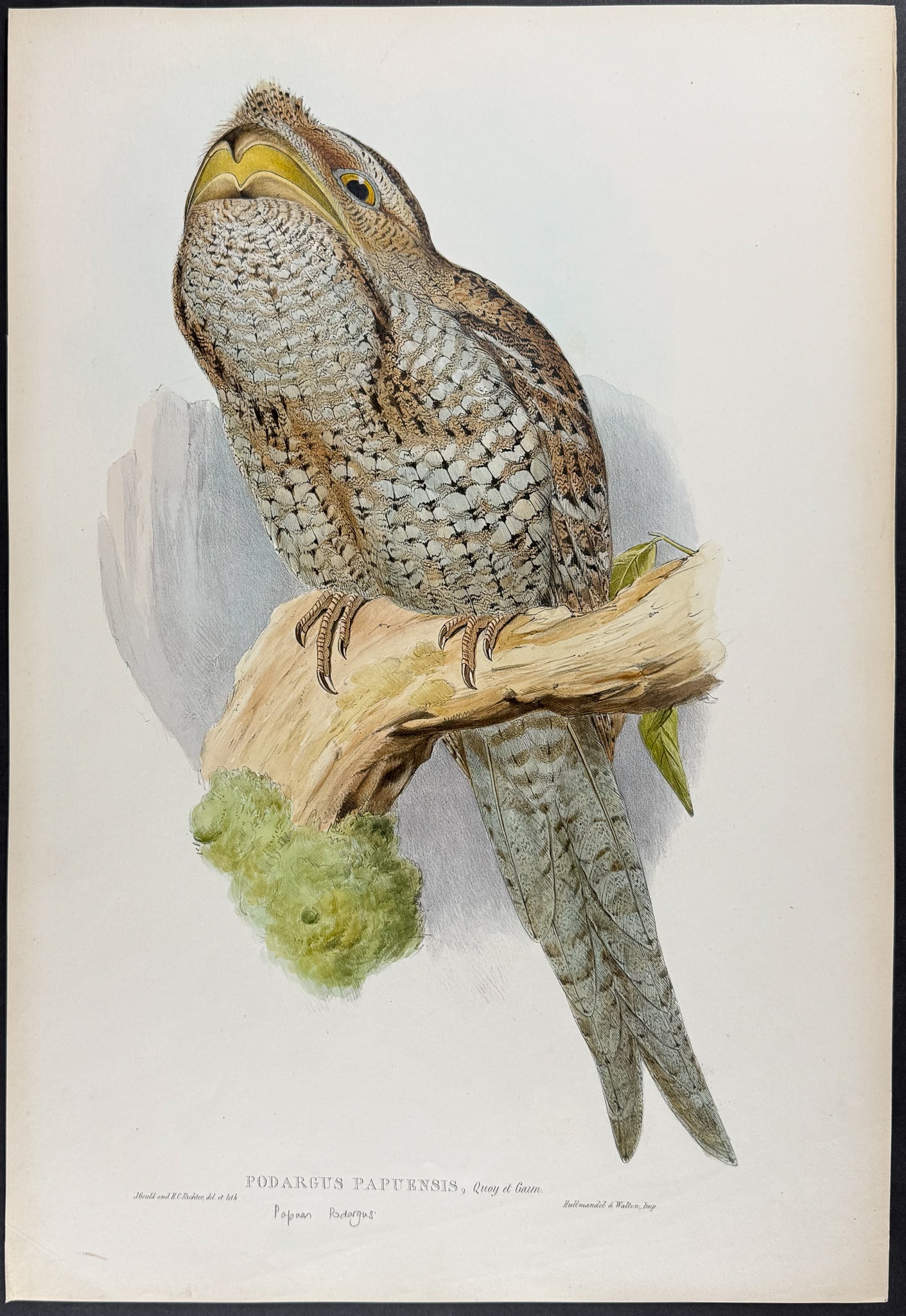 Gould, Australia - Papuan Frogmouth [Podargus Papuensis]: This hand-colored folio lithograph is from the esteemed John Gould?s Birds of Australia. The work was published in London by Richard and John E. Taylor for the author between 1840 and 1869. Over 300 n