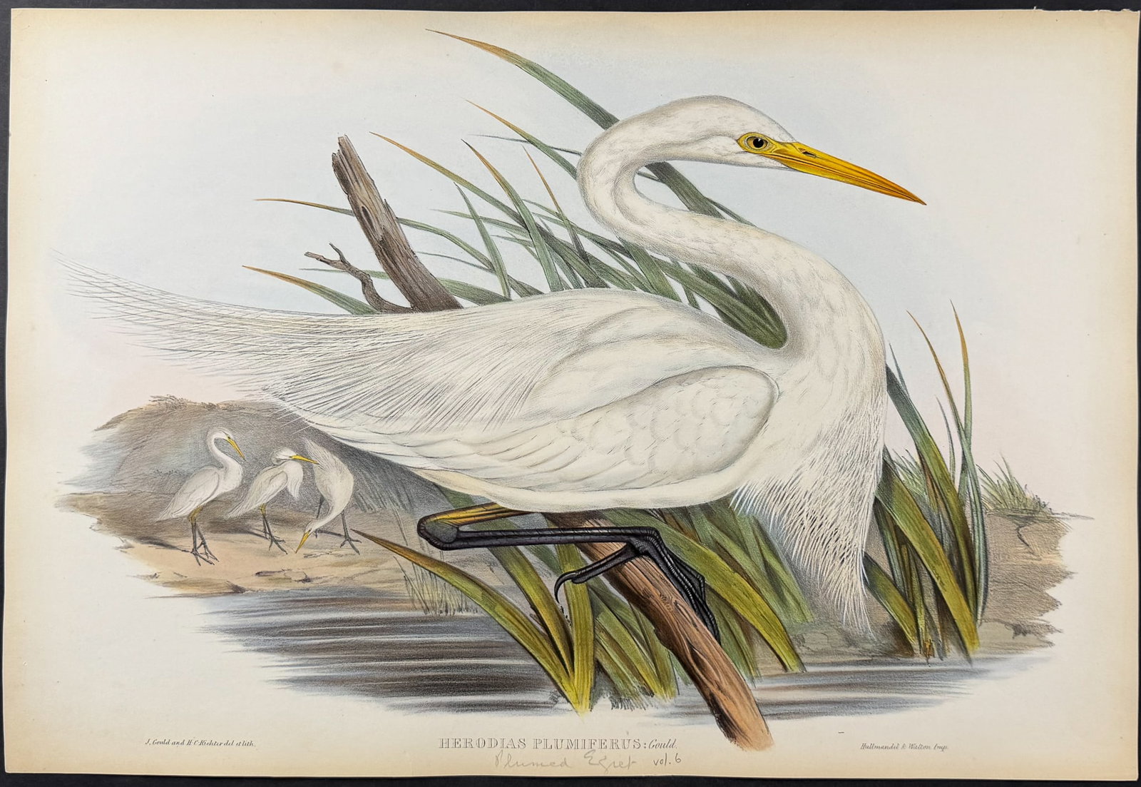 Gould, Australia - Plumed Egret [Herodias Plumiferus]: This hand-colored folio lithograph is from the esteemed John Gould?s Birds of Australia. The work was published in London by Richard and John E. Taylor for the author between 1840 and 1869. Over 300 n
